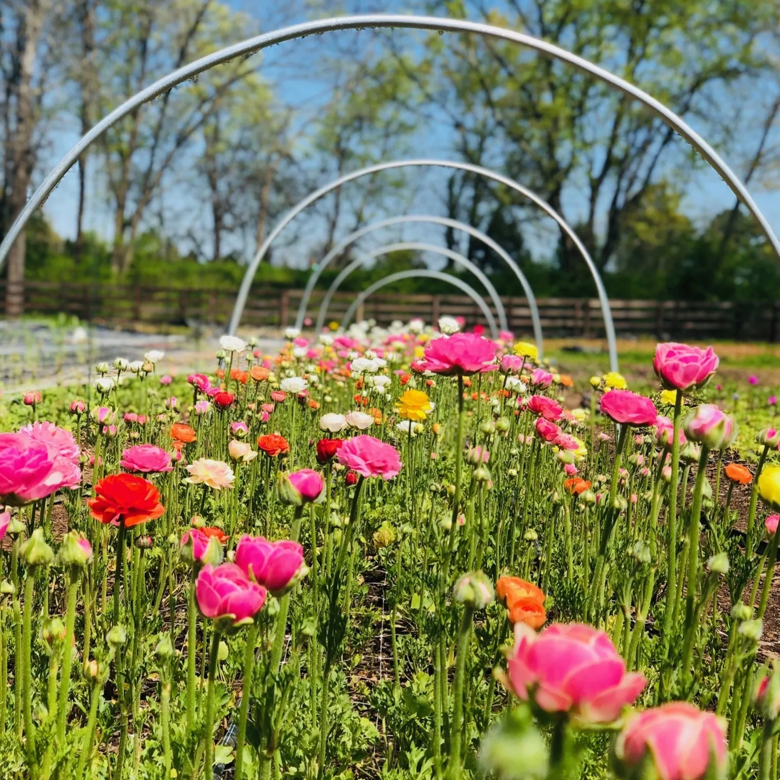 Amandine Pink Ranunculus Corms