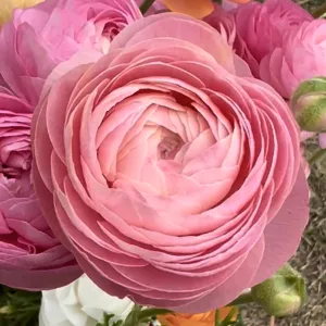 Amandine Pink Ranunculus Corms