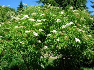 American Elderberry