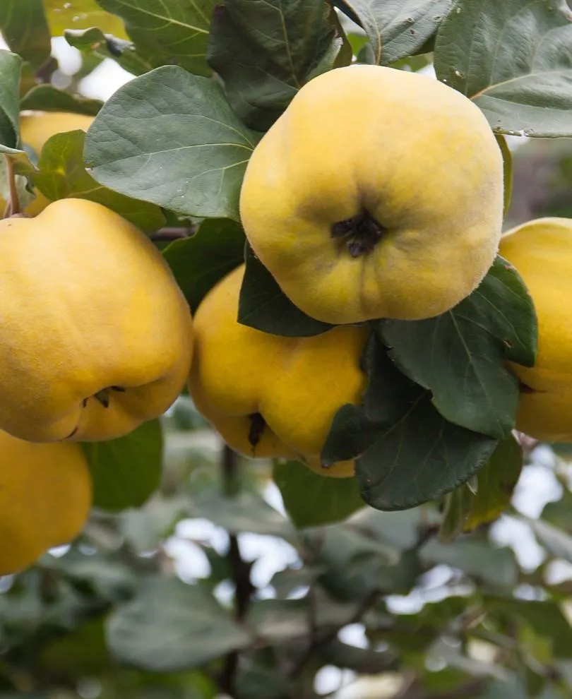 Aromatnaya Russian Quince