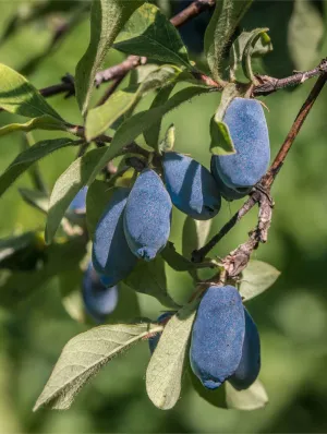 Blue Bird Honeyberry