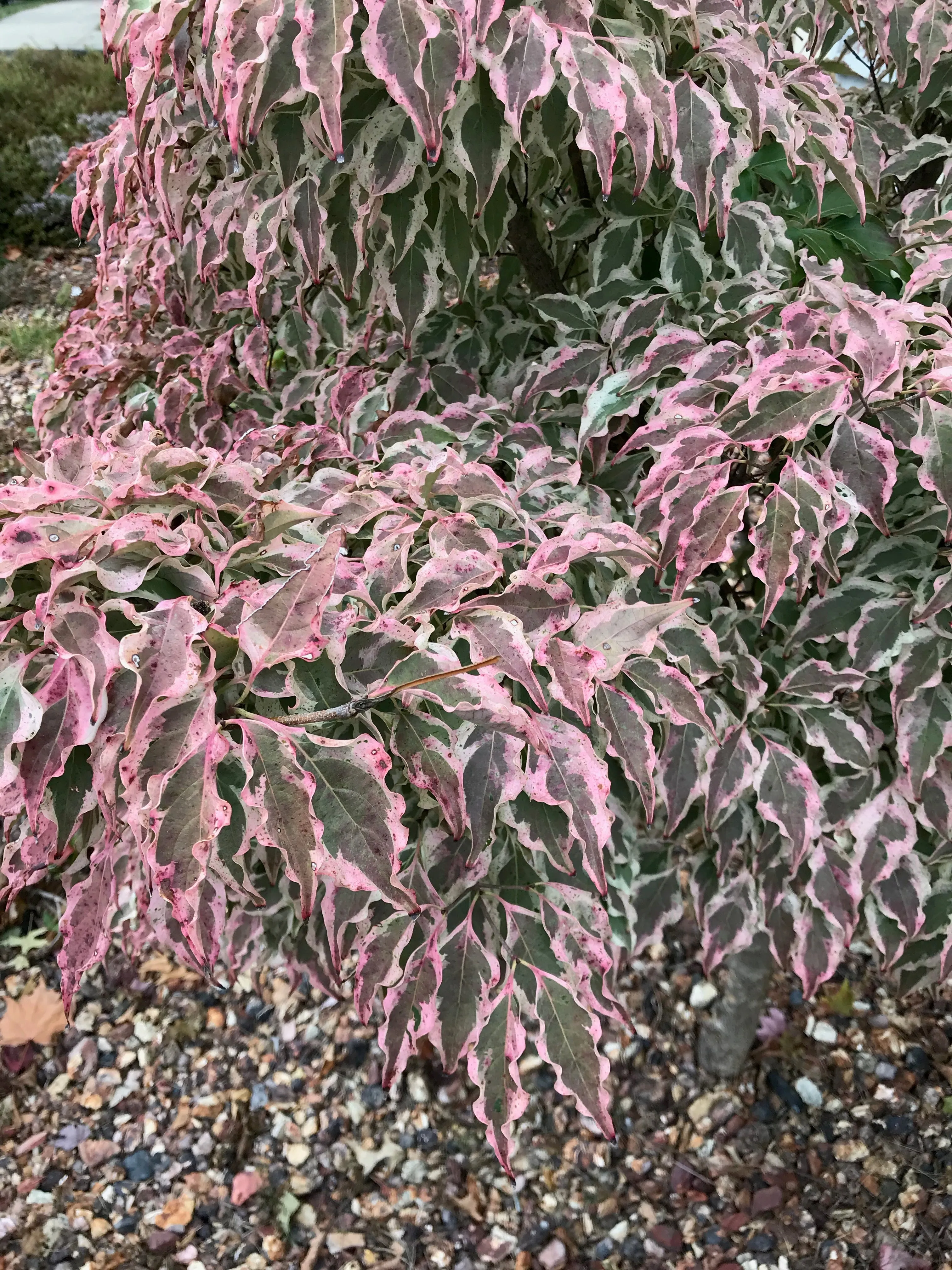 Cornus kousa, 'Wolf Eyes' variegated kousa dogwood