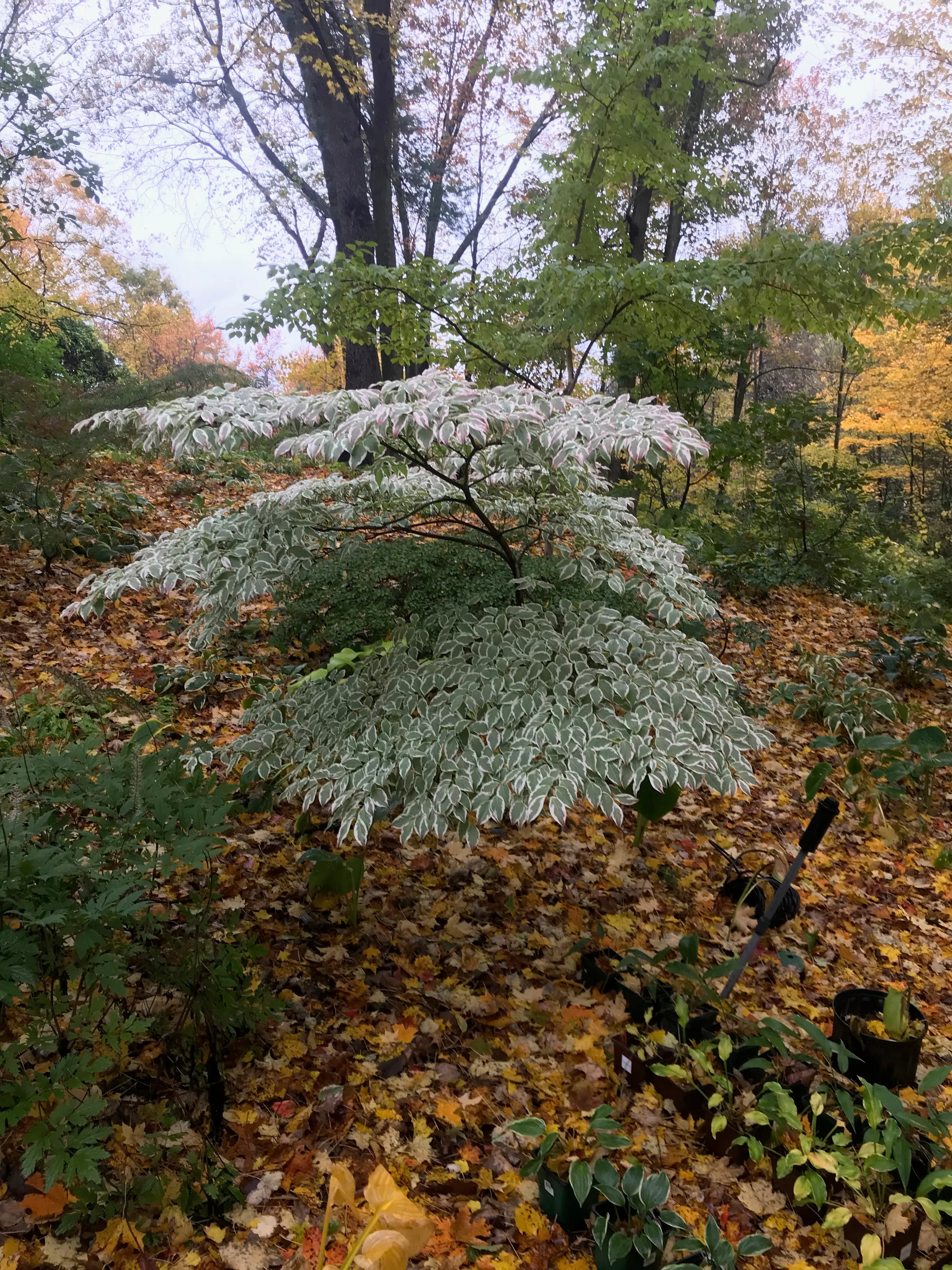 Cornus kousa, 'Wolf Eyes' variegated kousa dogwood