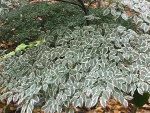 Cornus kousa, 'Wolf Eyes' variegated kousa dogwood