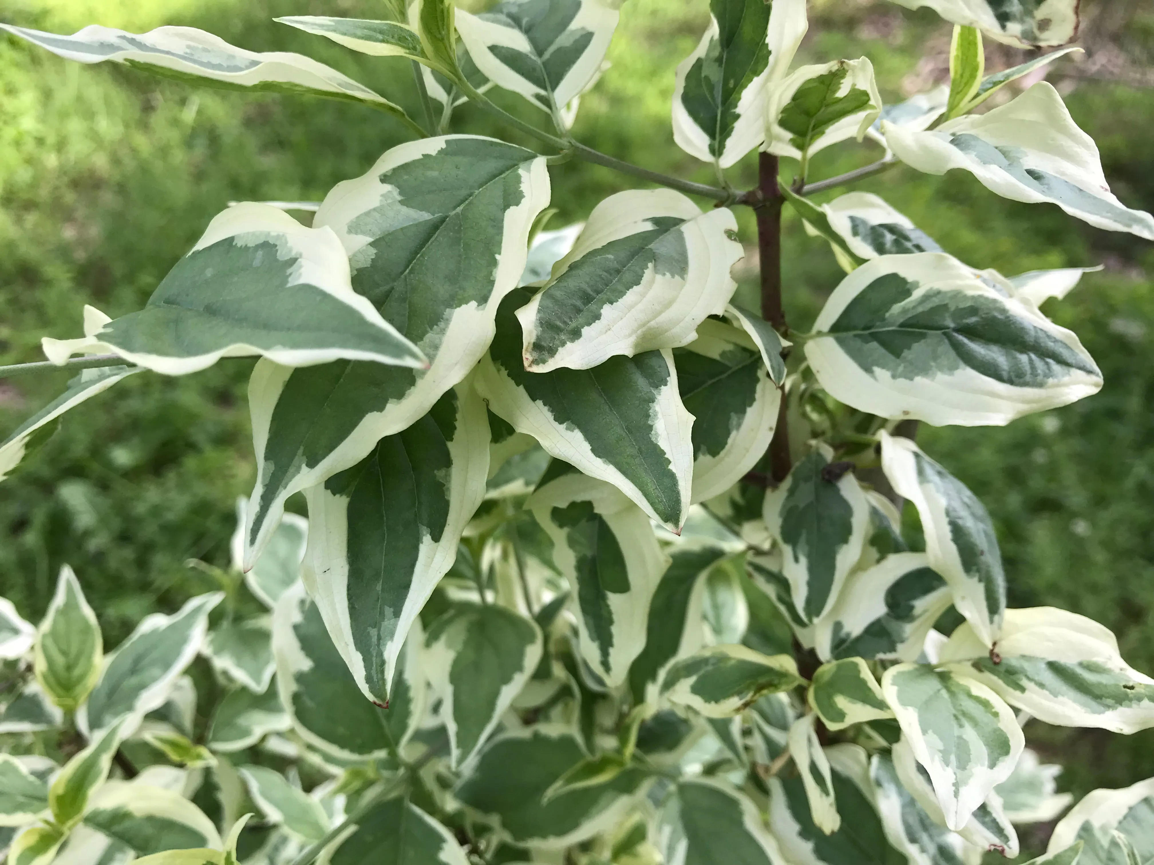 Cornus, 'Variegata' cornelian cherry