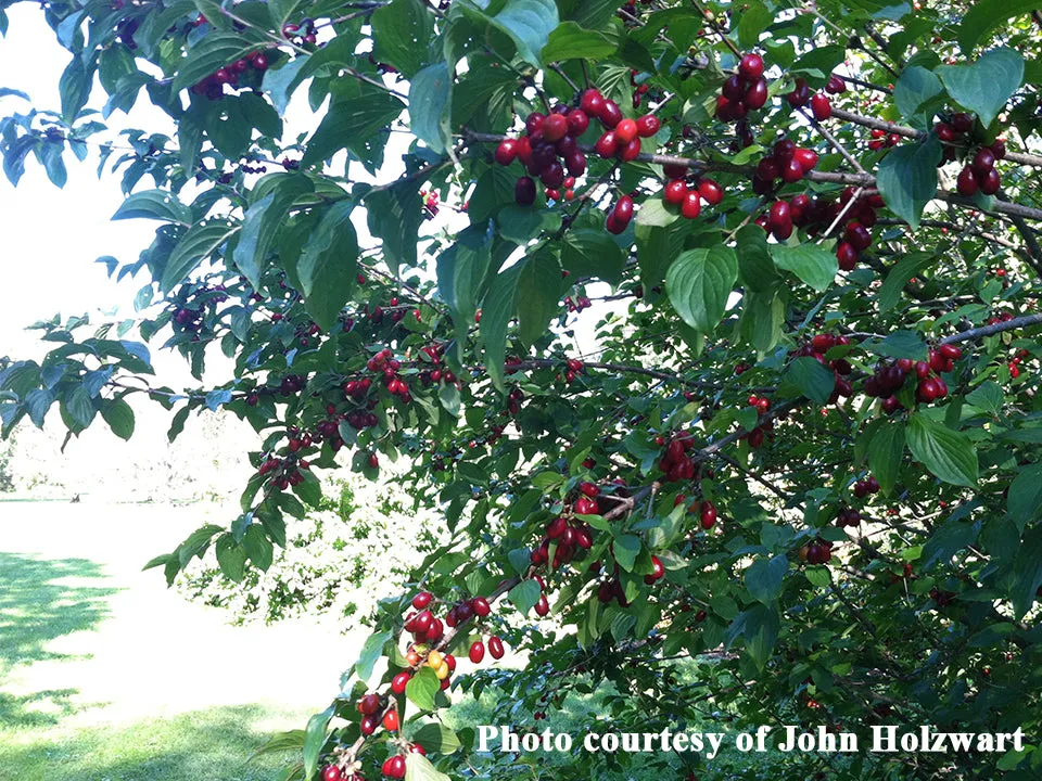 Cornus, 'Yugo Sweet' cornelian cherry