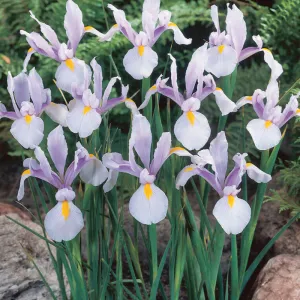 Dutch Iris Carmen (20/pk)