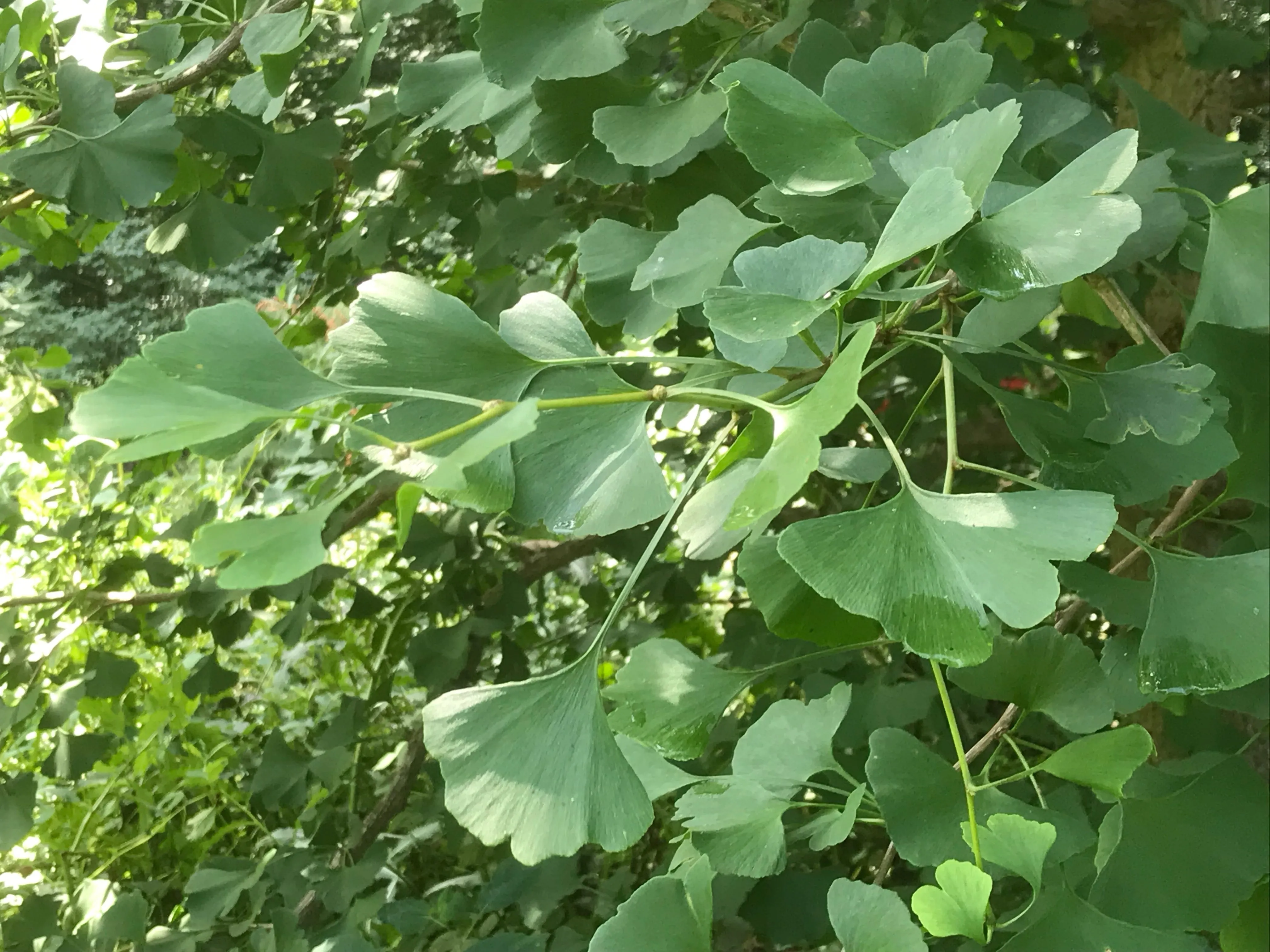 Ginkgo biloba 'Harvest King' Female Ginkgo