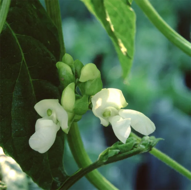 Kentucky Wonder Pole Bean Seeds (Organic)