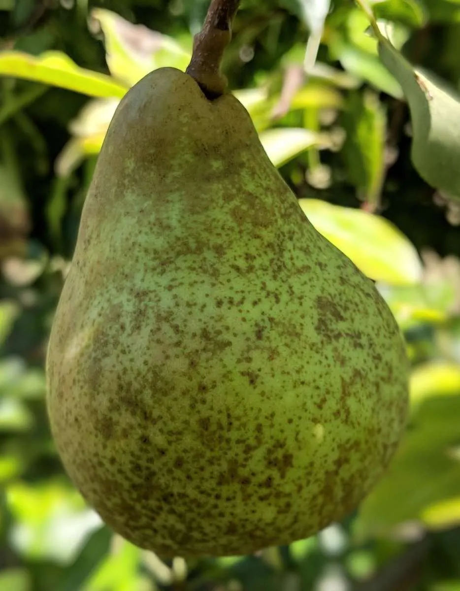 Onward European Pear