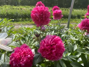 Paeonia, 'Angelo Cobb Freeborn' hybrid herbaceous peony