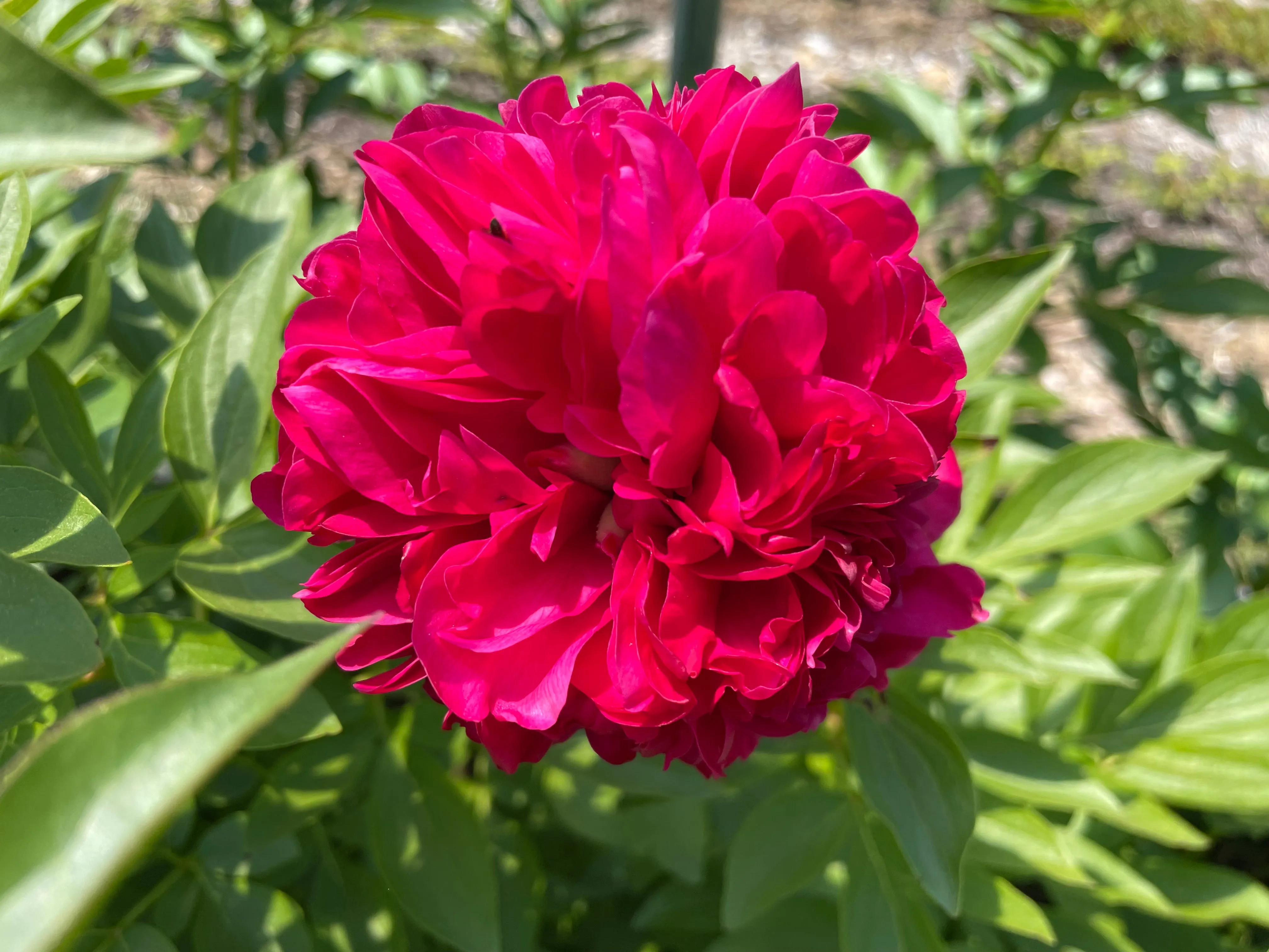 Paeonia, 'Angelo Cobb Freeborn' hybrid herbaceous peony