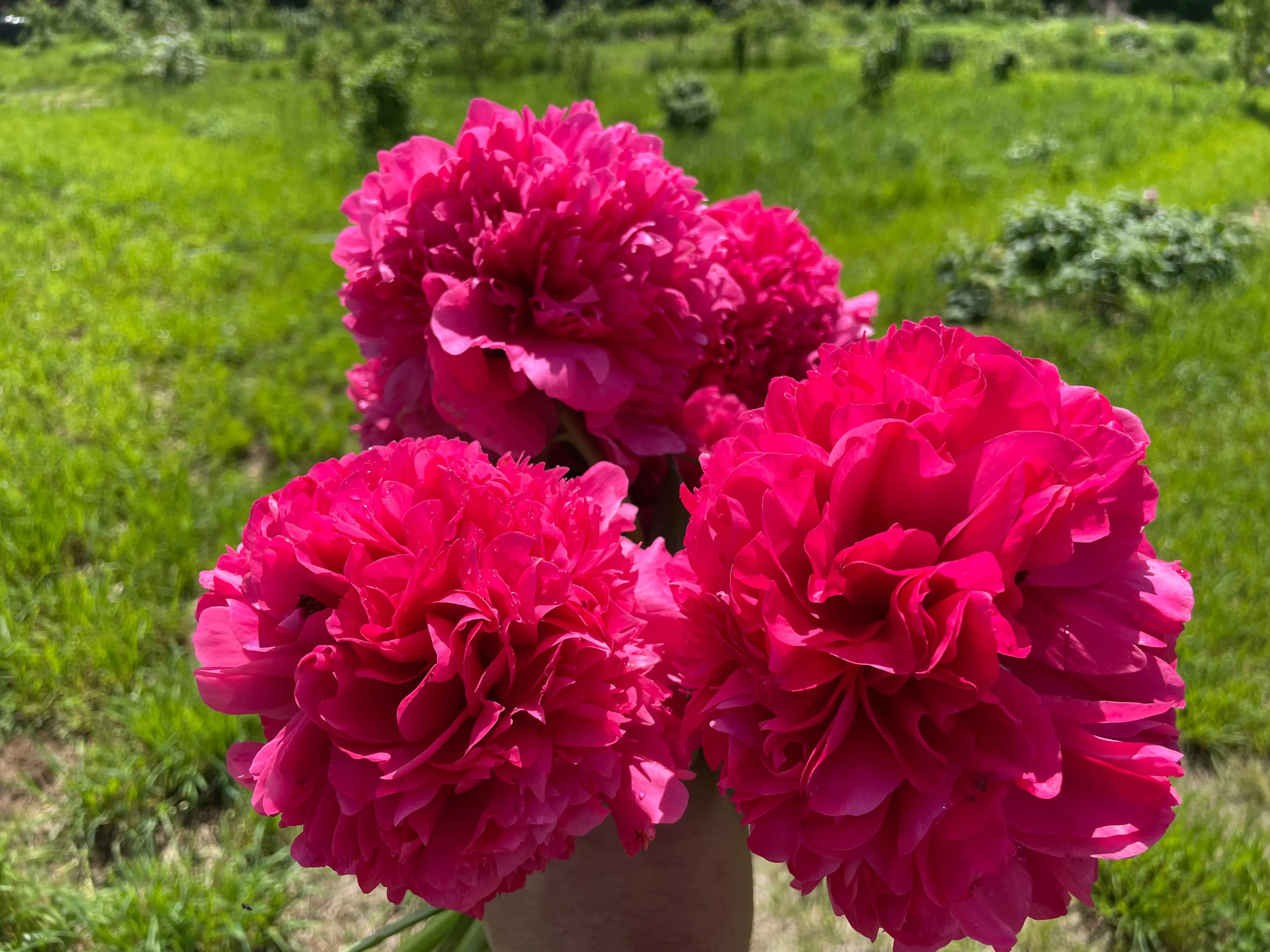 Paeonia, 'Angelo Cobb Freeborn' hybrid herbaceous peony