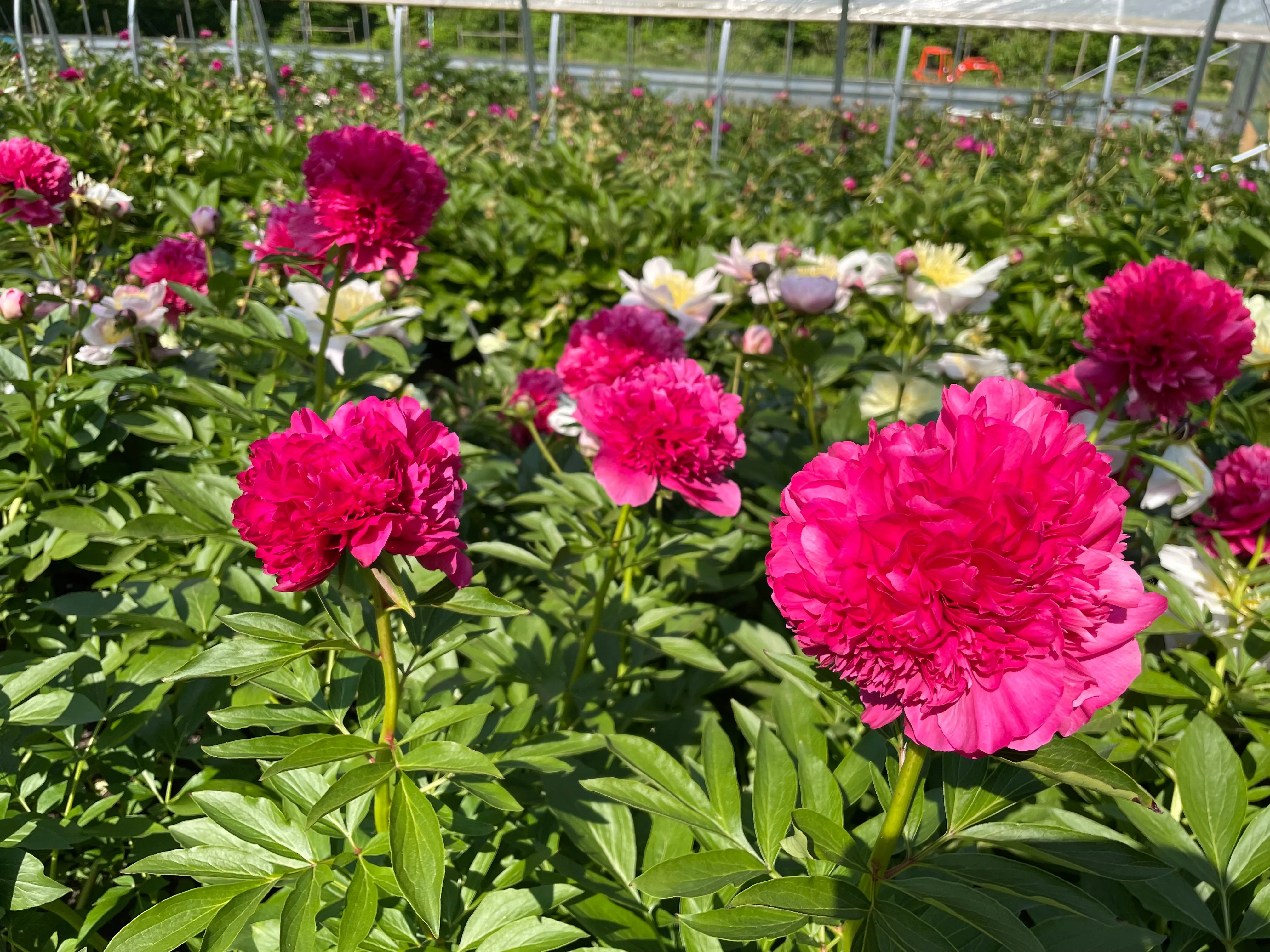 Paeonia, 'Angelo Cobb Freeborn' hybrid herbaceous peony