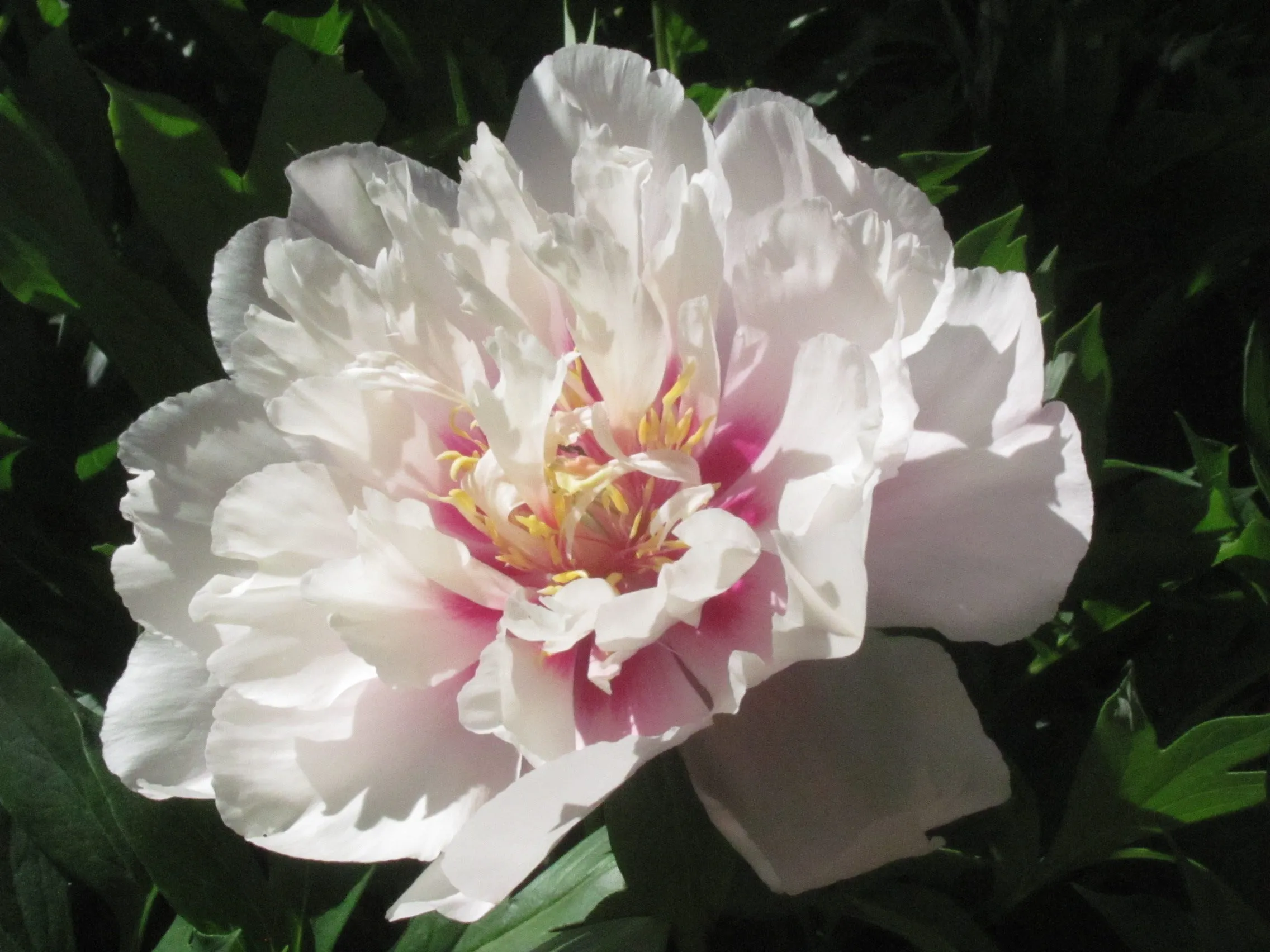 Paeonia, 'Cora Louise' intersectional 'Itoh' peony