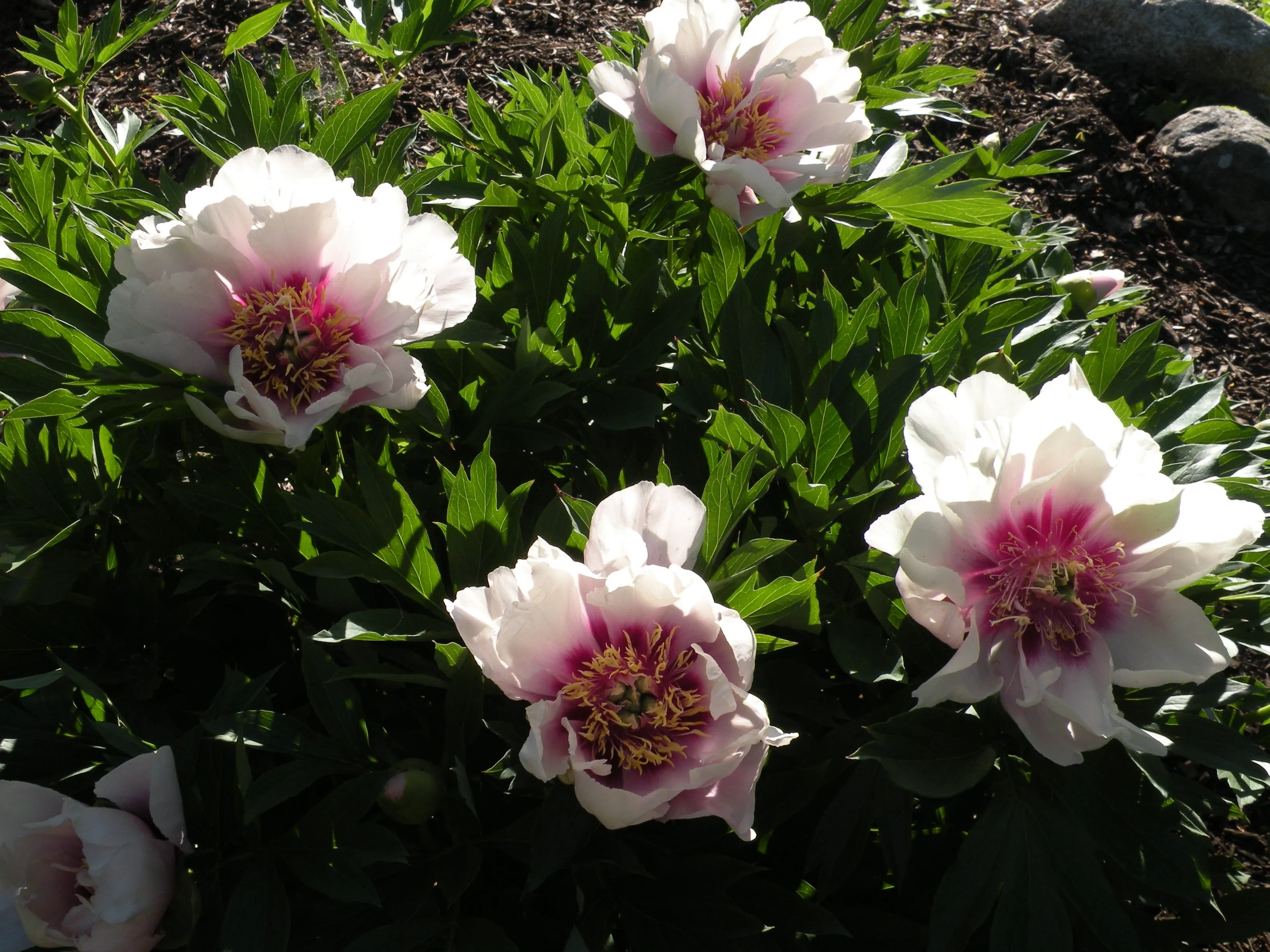 Paeonia, 'Cora Louise' intersectional 'Itoh' peony