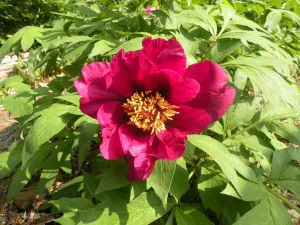 Paeonia, 'Daedalus' hybrid tree peony