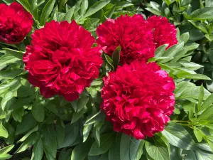 Paeonia, 'Eliza Lundy' hybrid herbaceous peony