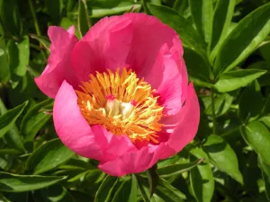 Paeonia, 'Firelight' hybrid herbaceous peony