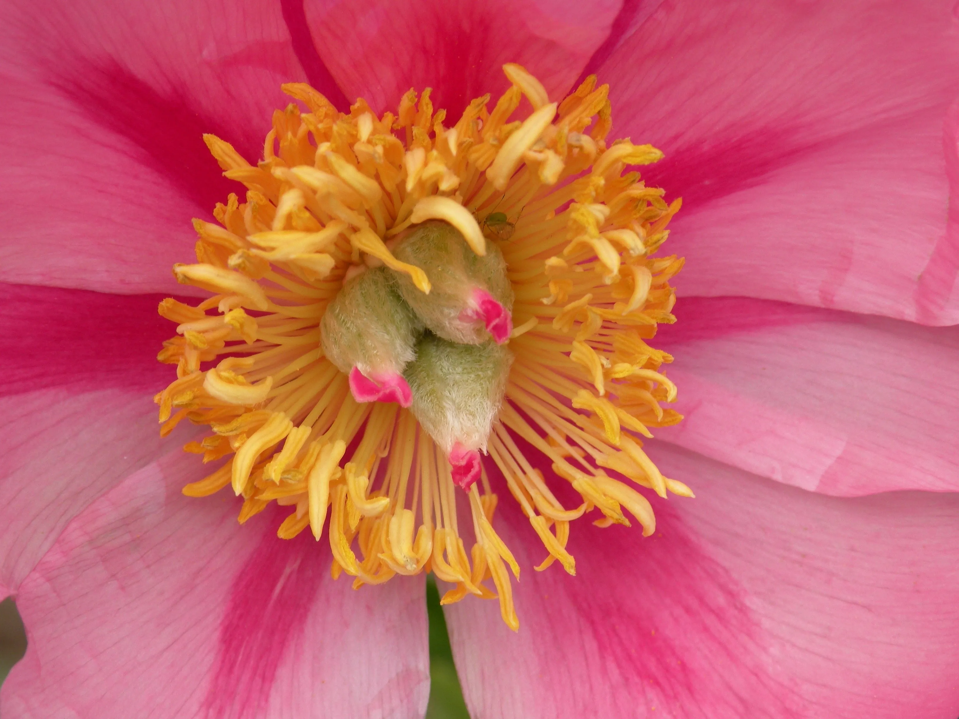 Paeonia, 'Firelight' hybrid herbaceous peony