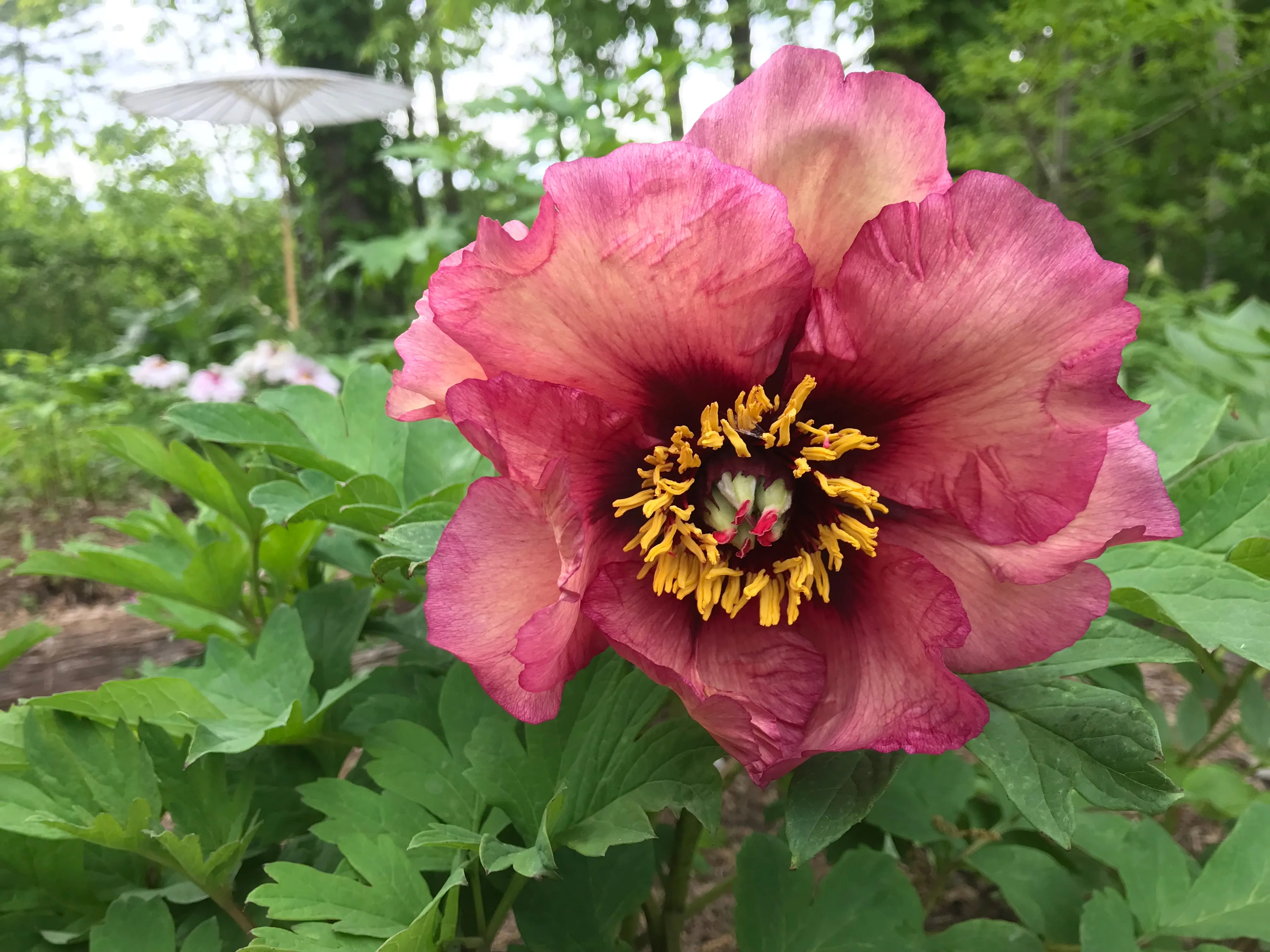 Paeonia, 'Gauguin' hybrid tree peony