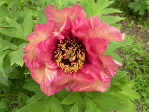 Paeonia, 'Gauguin' hybrid tree peony