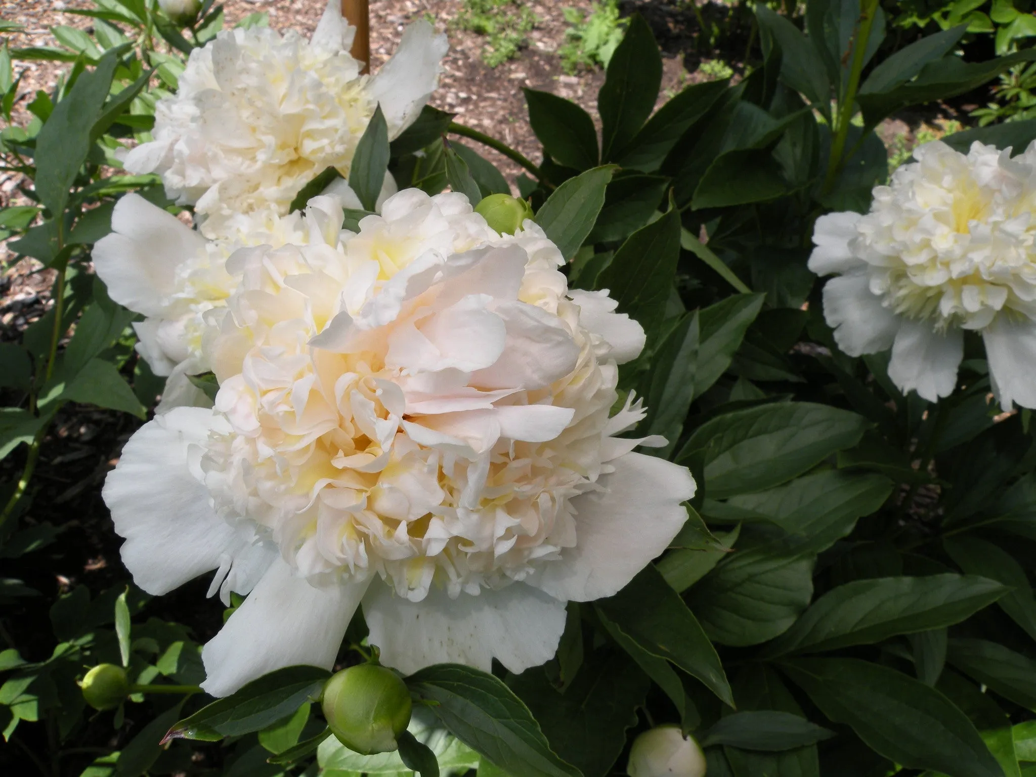 Paeonia lactiflora, 'Top Brass' herbaceous peony