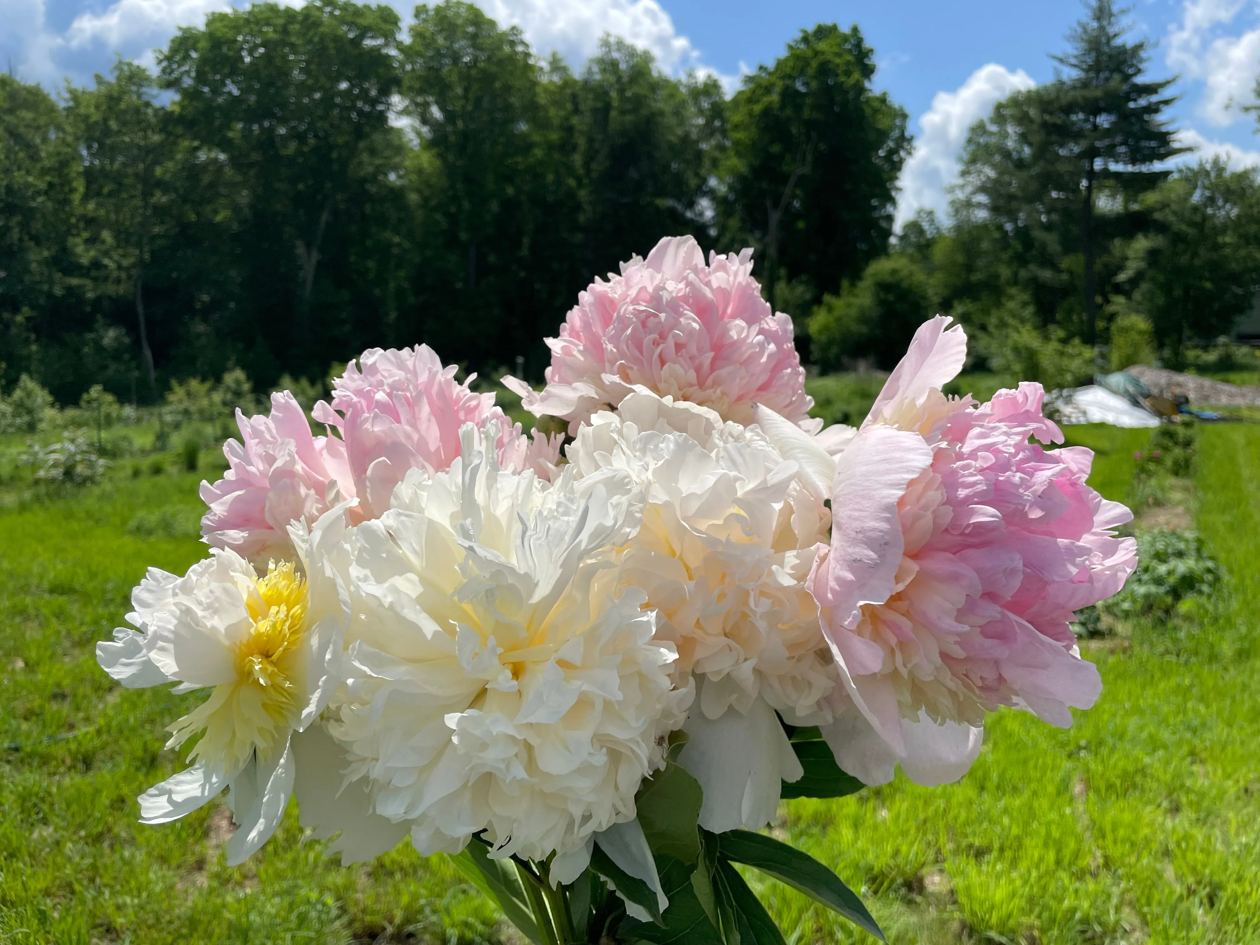 Paeonia lactiflora, 'Top Brass' herbaceous peony