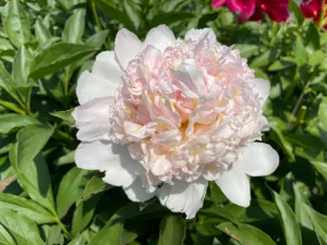 Paeonia lactiflora, 'Top Brass' herbaceous peony