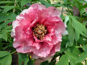 Paeonia, 'Leda' hybrid tree peony