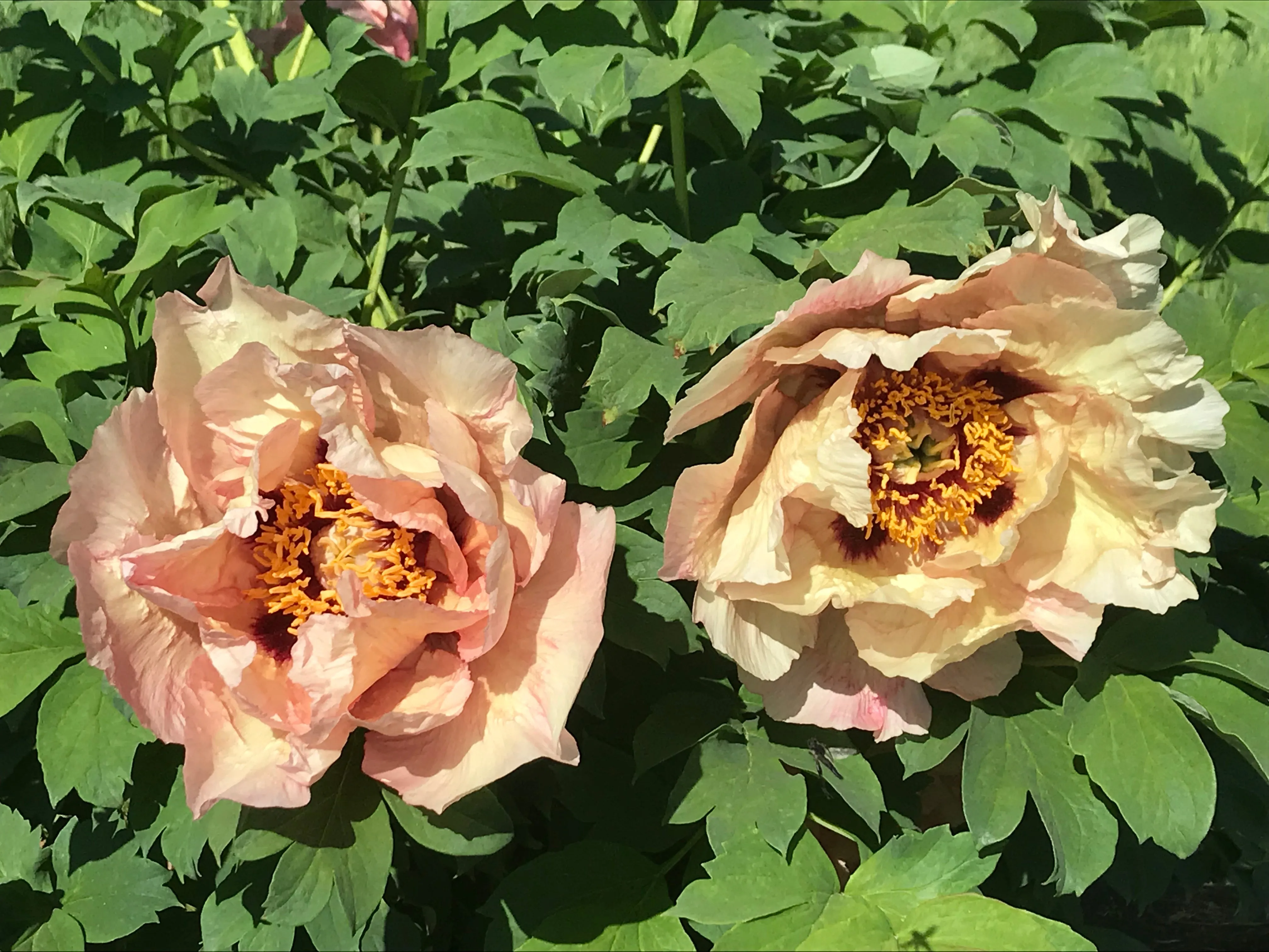 Paeonia, 'Nike' hybrid tree peony