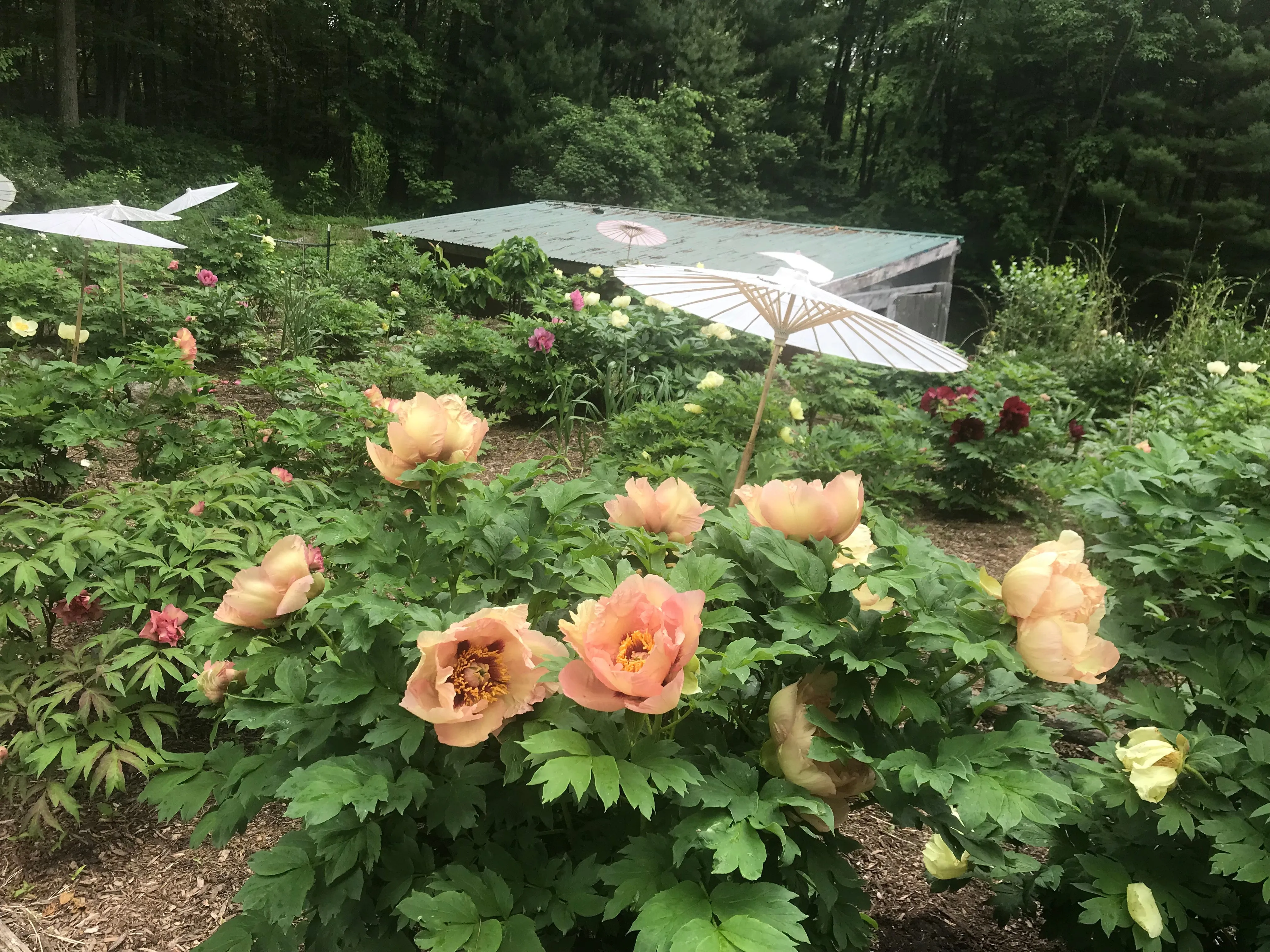 Paeonia, 'Nike' hybrid tree peony