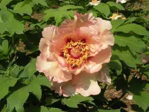 Paeonia, 'Nike' hybrid tree peony