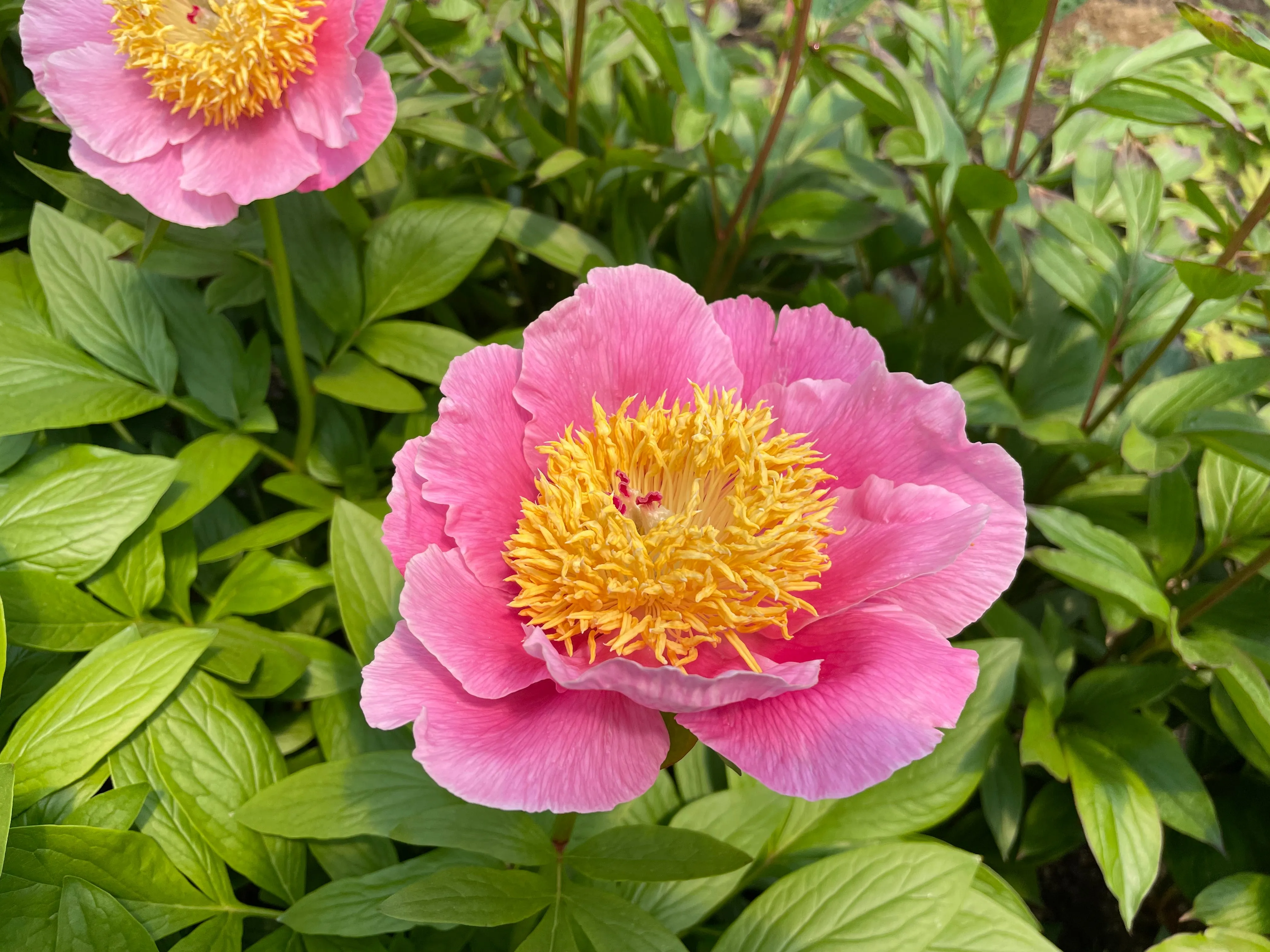 Paeonia, 'Pageant' hybrid herbaceous peony