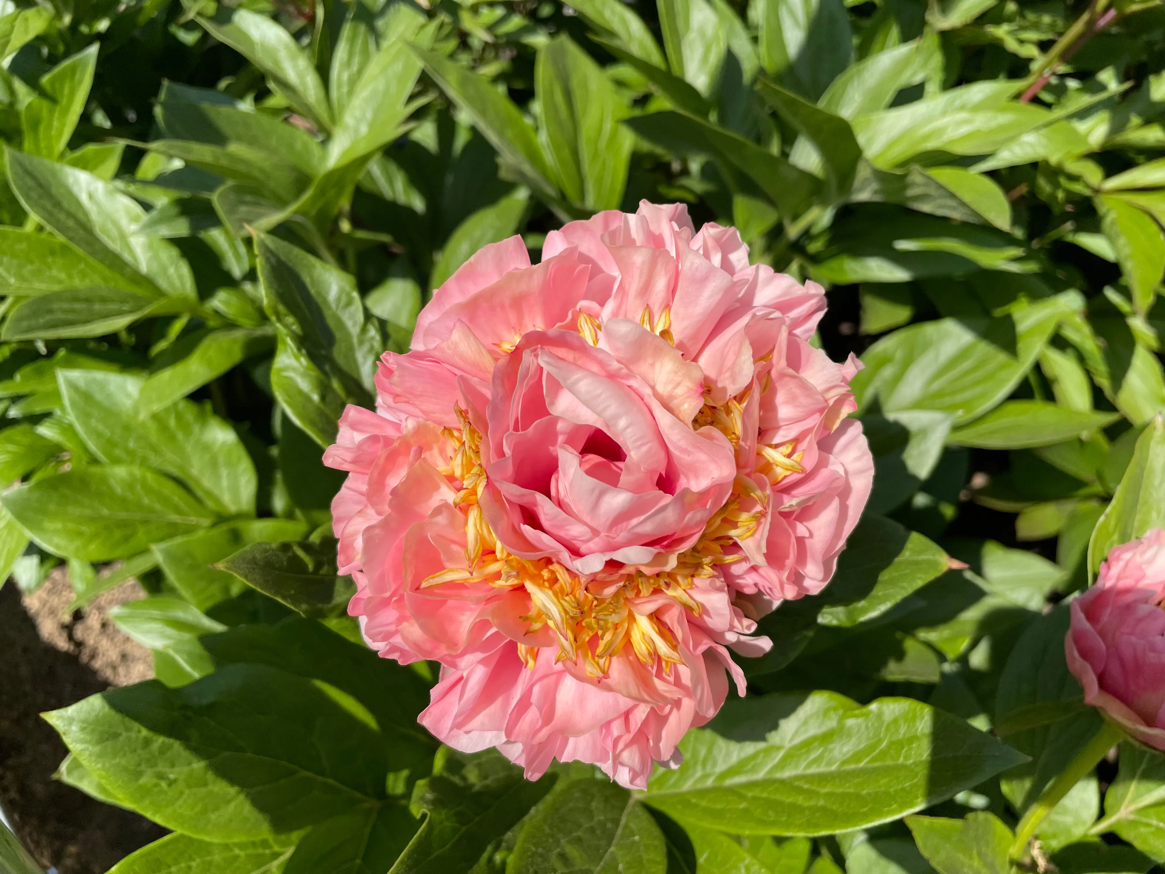 Paeonia, 'Peony Heaven Double Peach' hybrid herbaceous peony