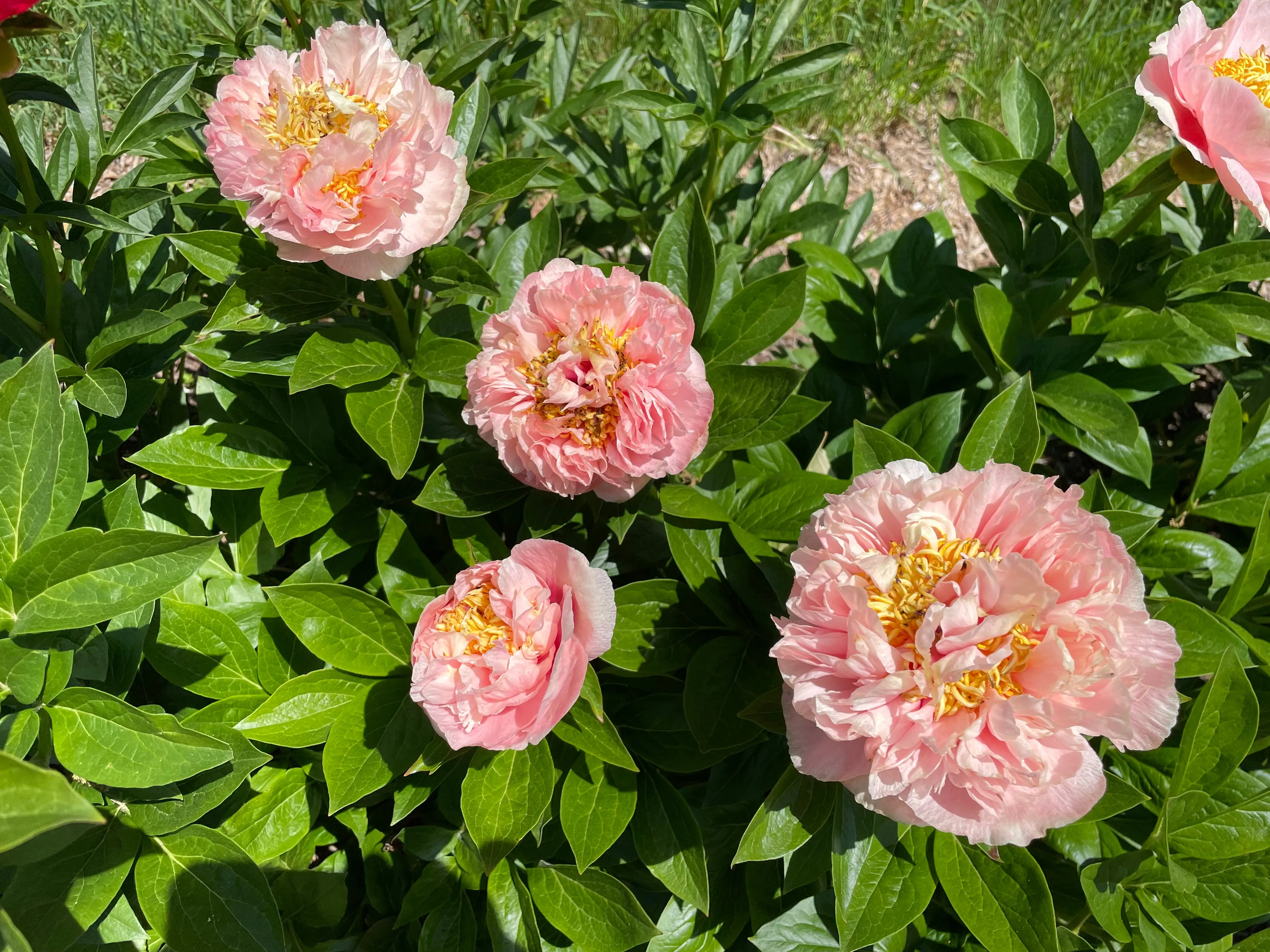 Paeonia, 'Peony Heaven Double Peach' hybrid herbaceous peony