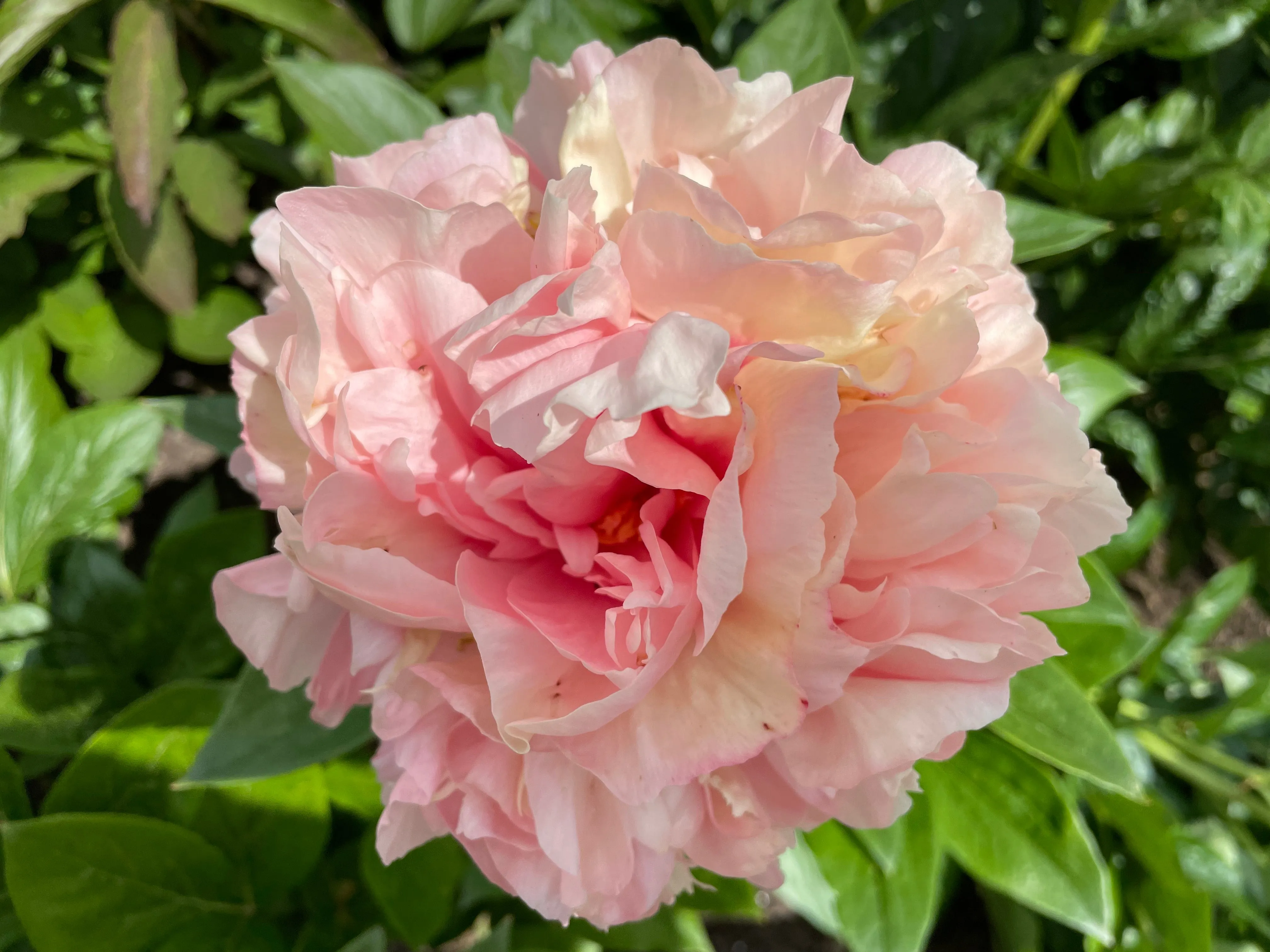 Paeonia, 'Peony Heaven Double Peach' hybrid herbaceous peony