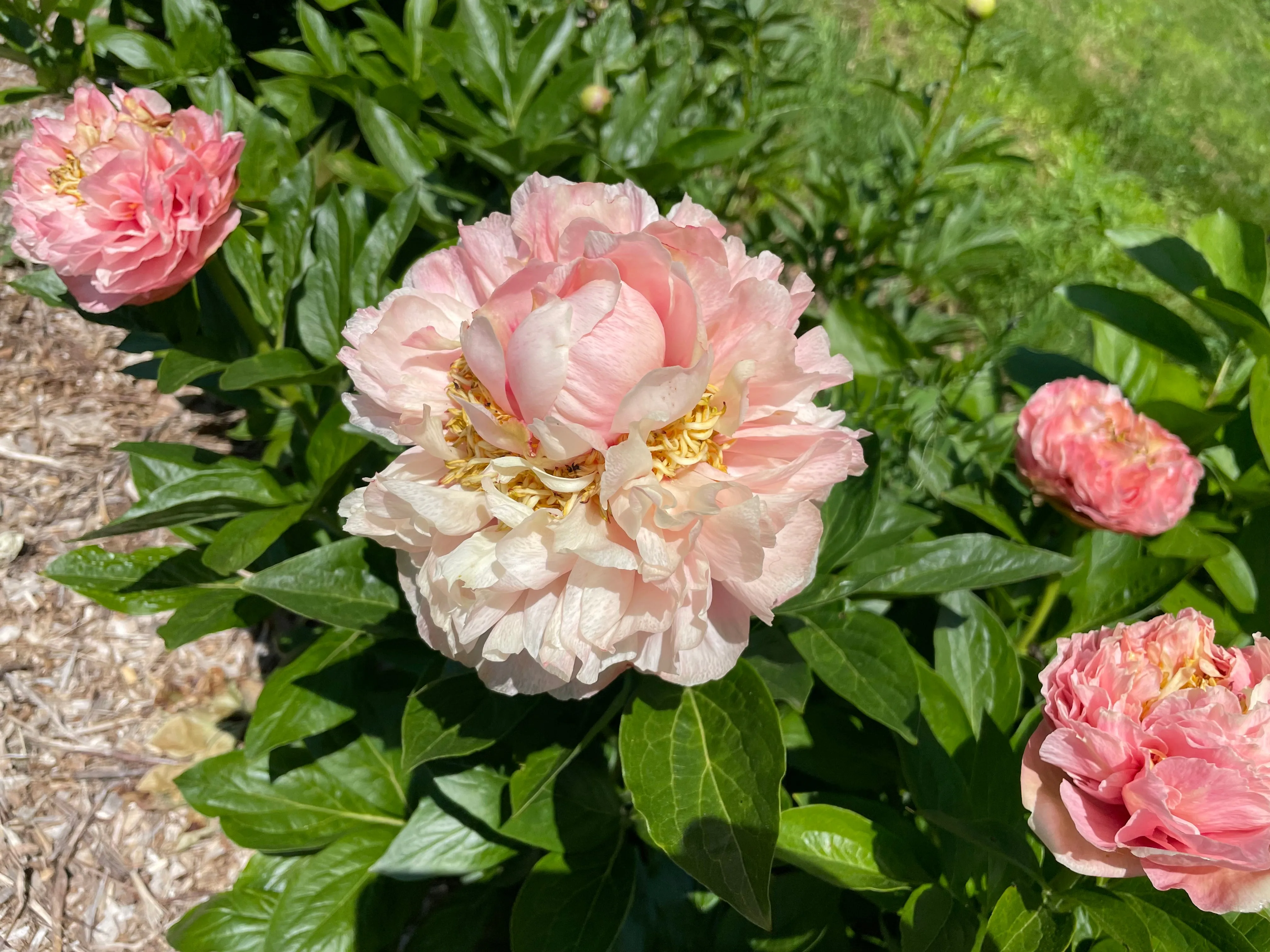 Paeonia, 'Peony Heaven Double Peach' hybrid herbaceous peony