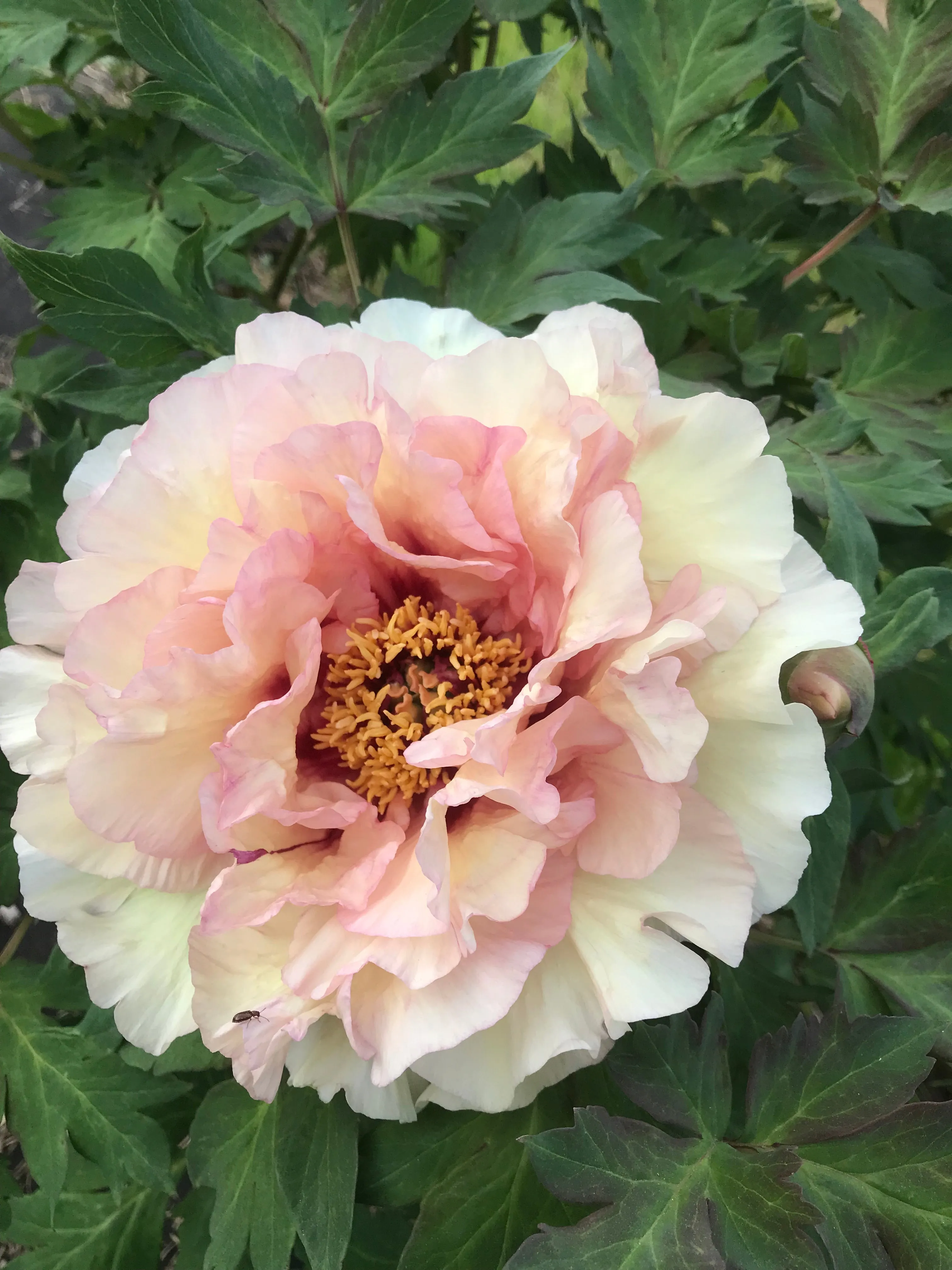 Paeonia, 'Pleasant Point' hybrid tree peony