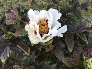 Paeonia rockii, 'Red Cloud Reflected in Snow' Chinese tree peony