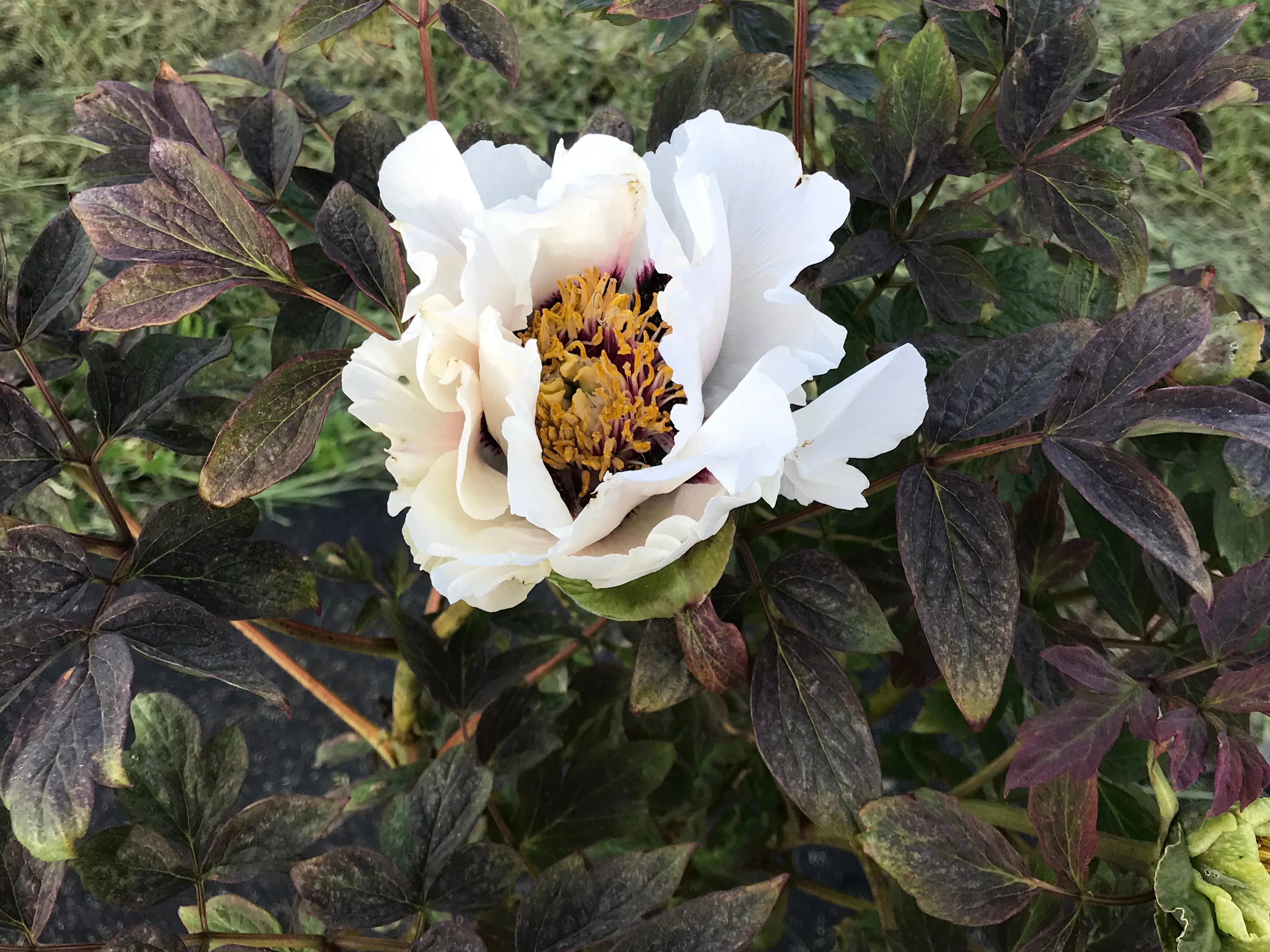 Paeonia rockii, 'Red Cloud Reflected in Snow' Chinese tree peony