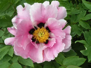 Paeonia rockii, 'The Crane' Chinese rockii tree peony