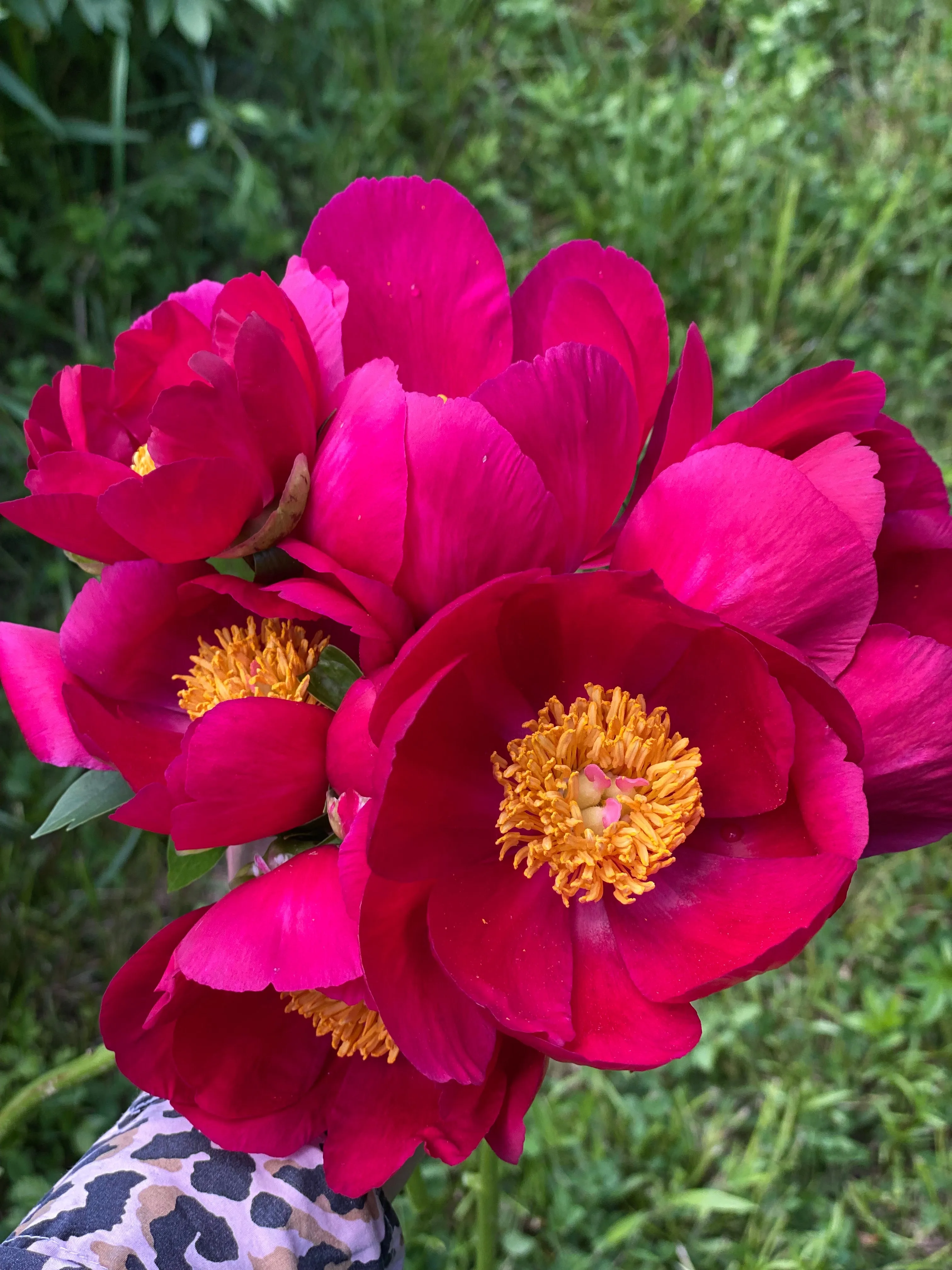 Paeonia, 'Scarlet O'Hara' hybrid herbaceous peony