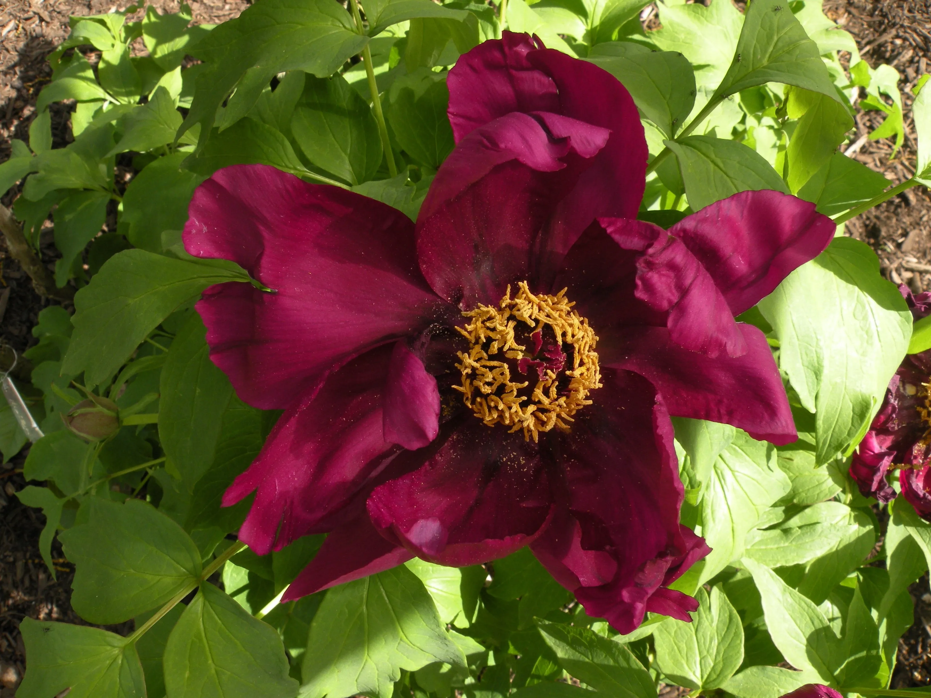 Paeonia suffruticosa, 'A Murder of Crows' Japanese tree peony