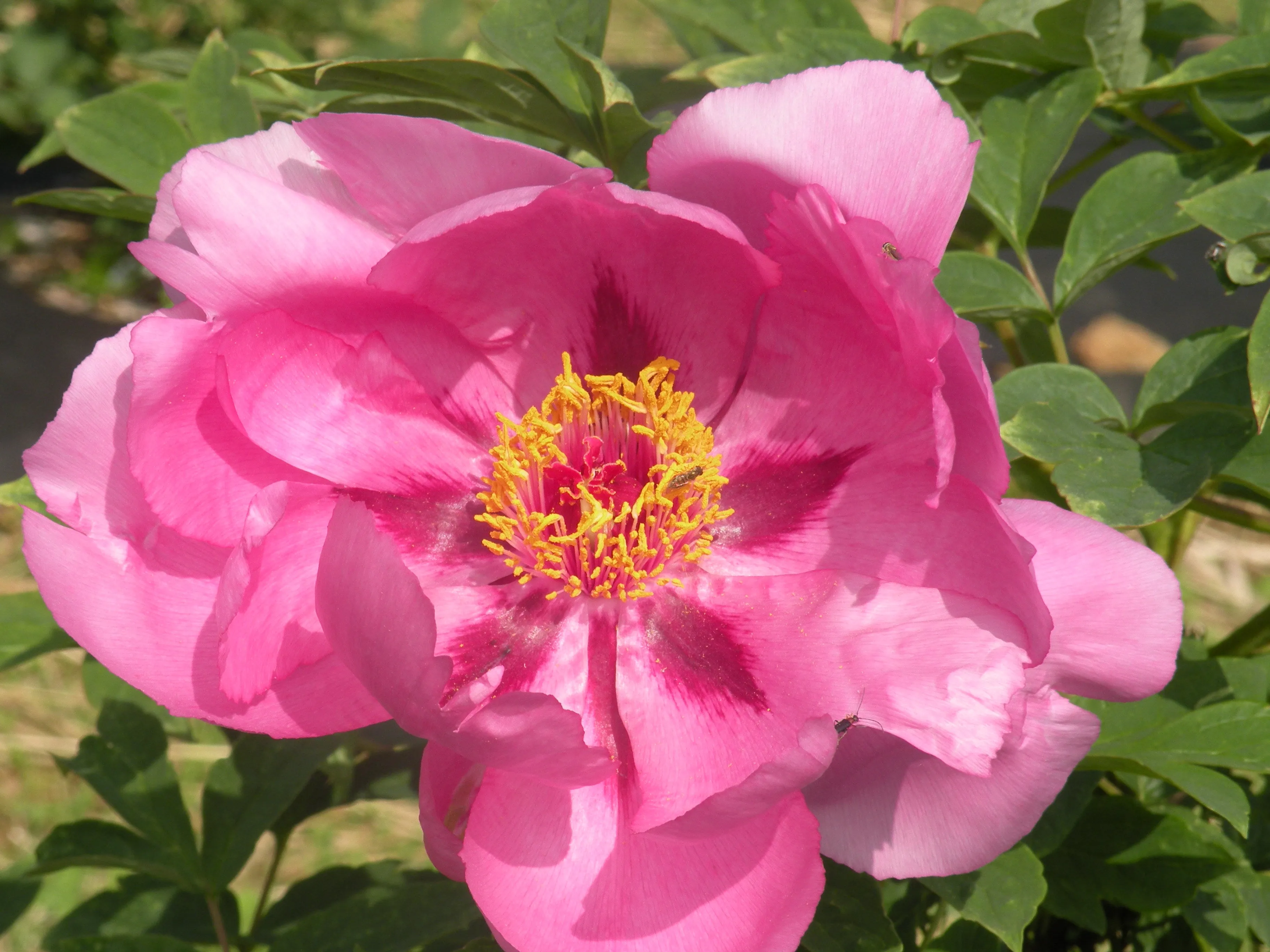 Paeonia suffruticosa, 'Happy Valley' Tree Peony