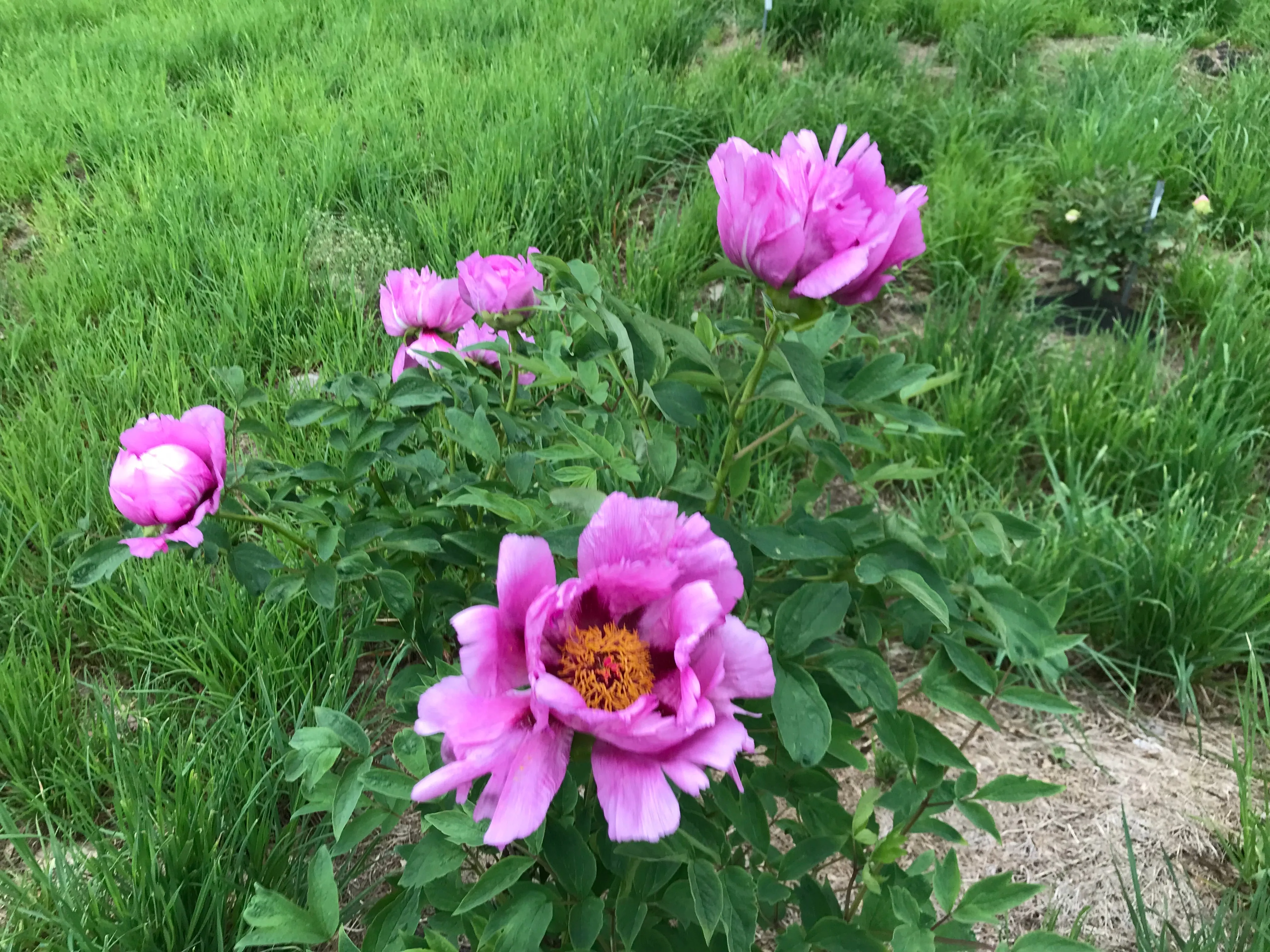 Paeonia suffruticosa, 'Happy Valley' Tree Peony