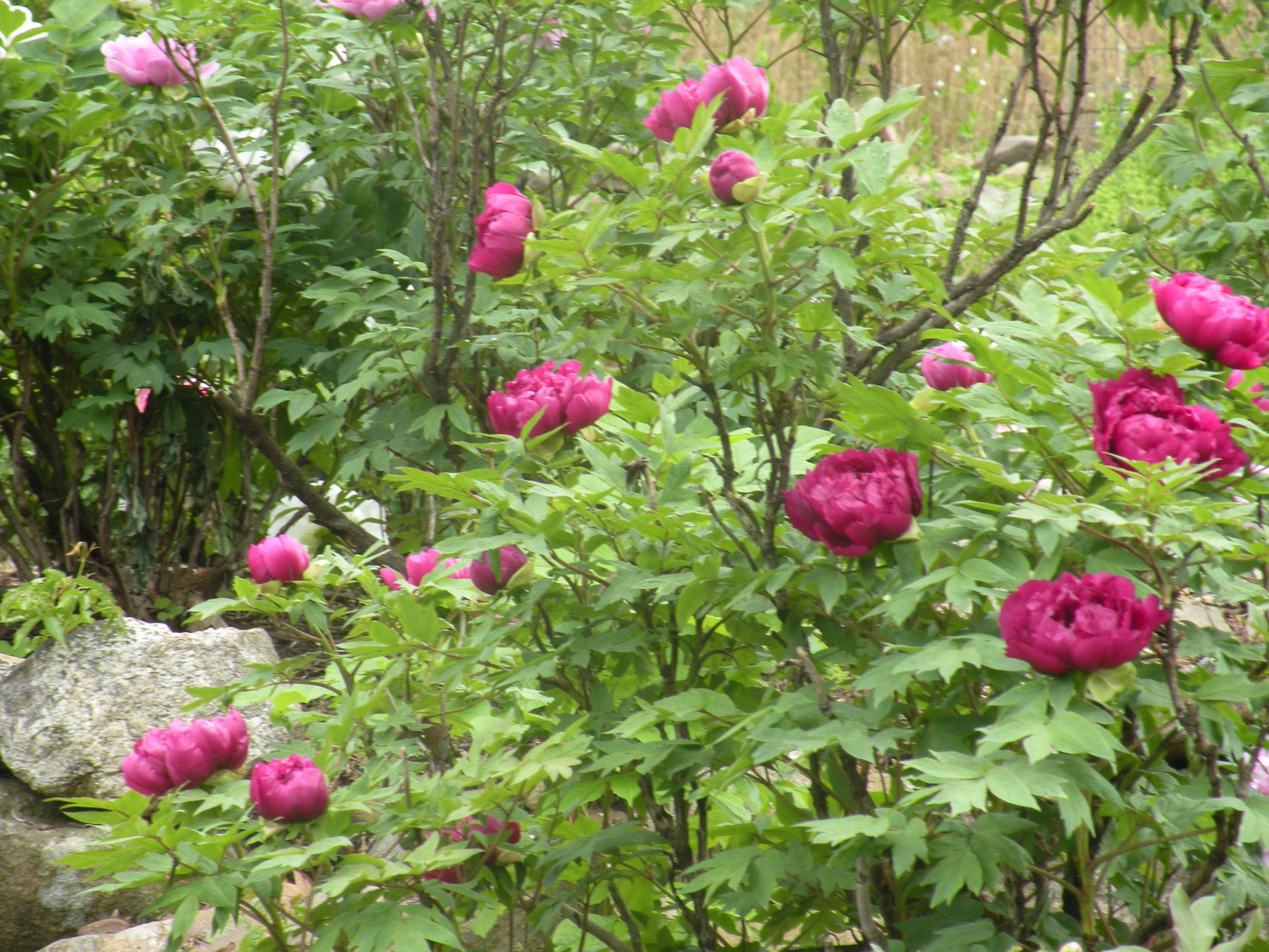 Paeonia suffruticosa, 'Island Minister' Japanese tree peony