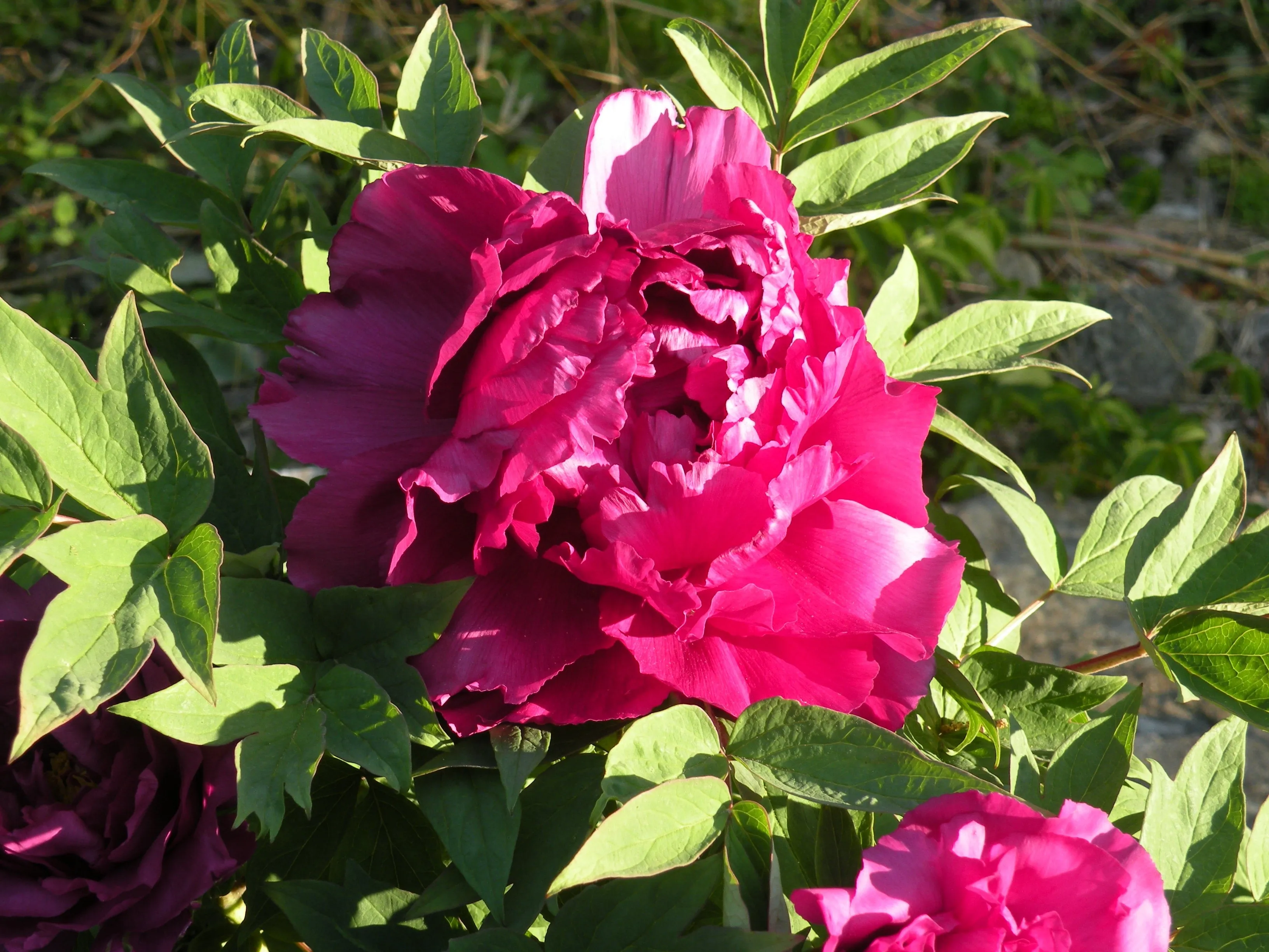 Paeonia suffruticosa, 'Island Minister' Japanese tree peony