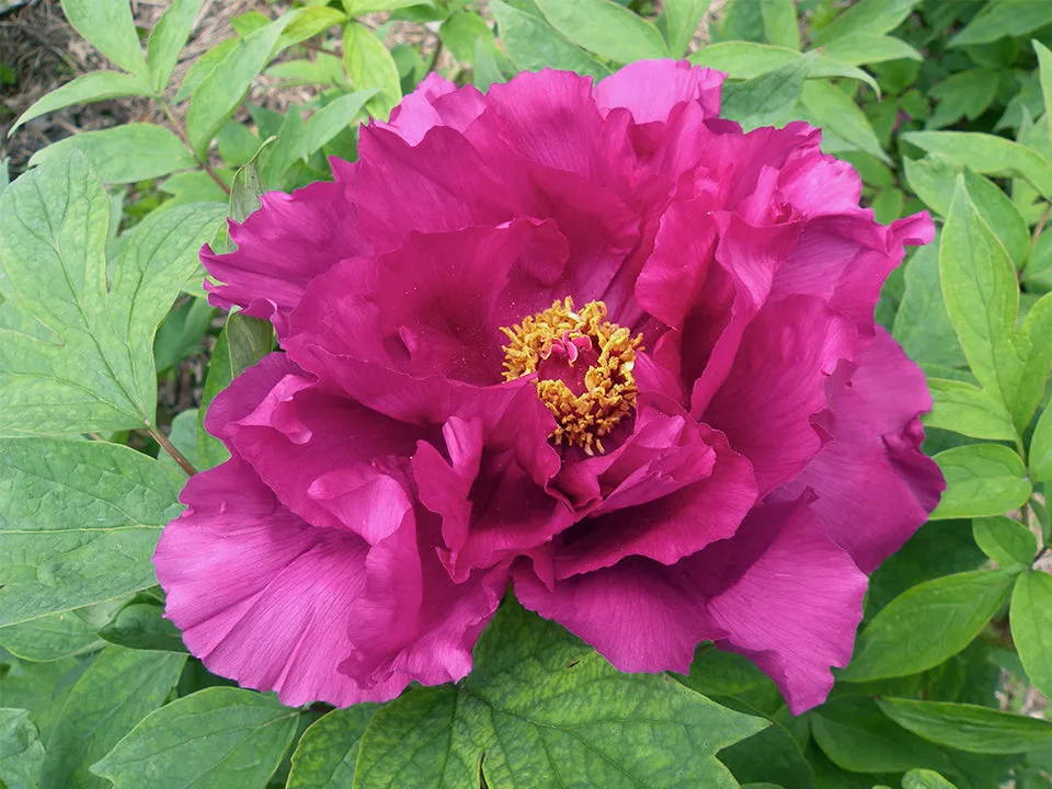 Paeonia suffruticosa, 'Island Minister' Japanese tree peony