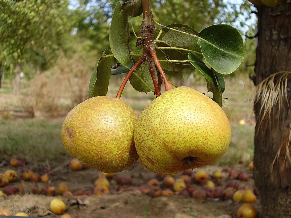 Perry Pear, 'Gelbmostler'